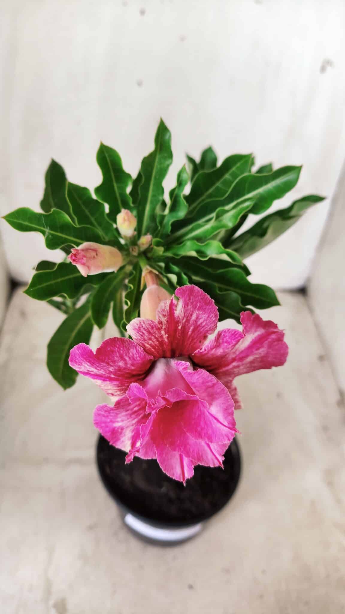 Planta Dobrada 2869 – 30cm – 02 anos