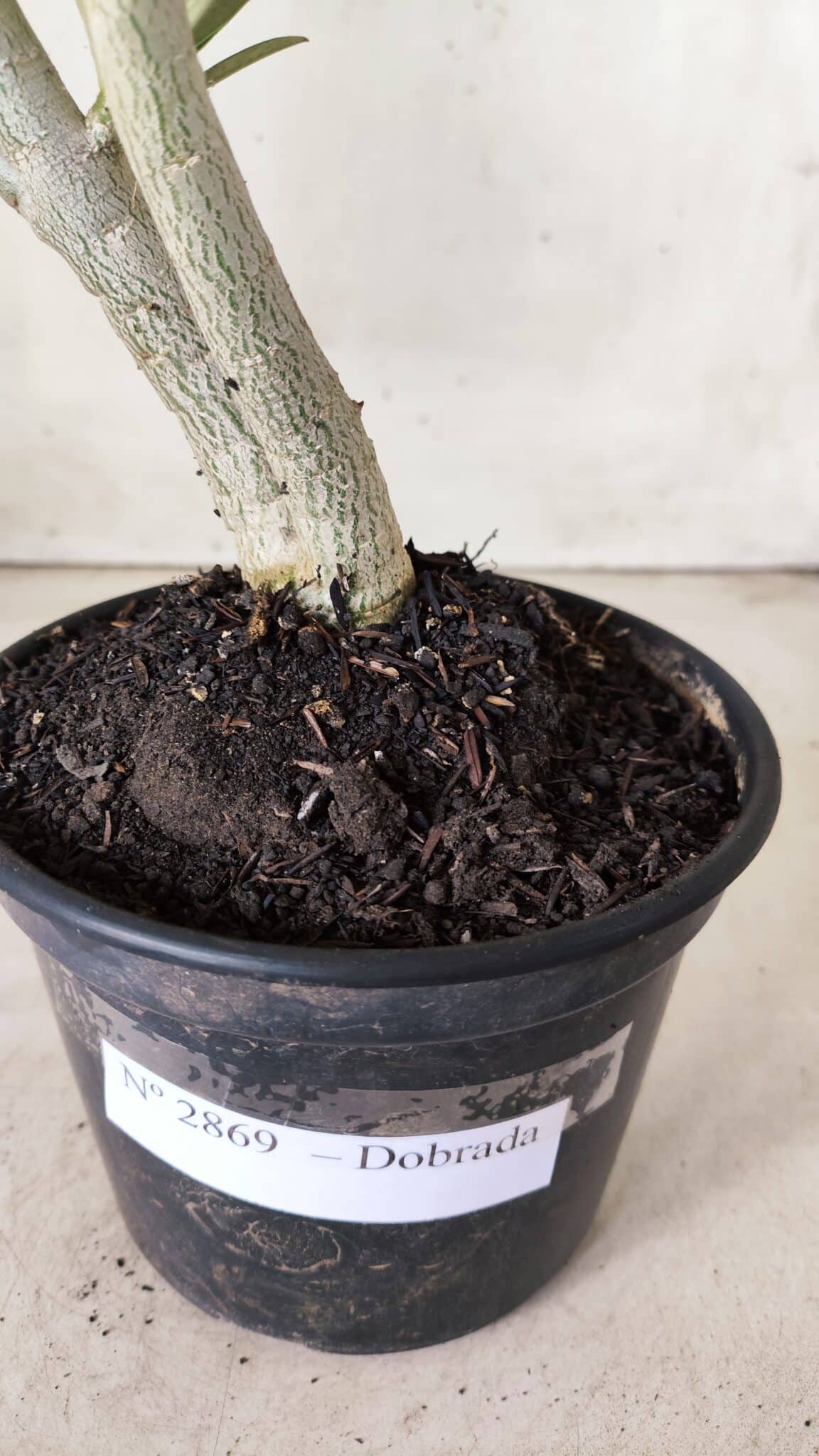 Planta Dobrada 2869 – 30cm – 02 anos