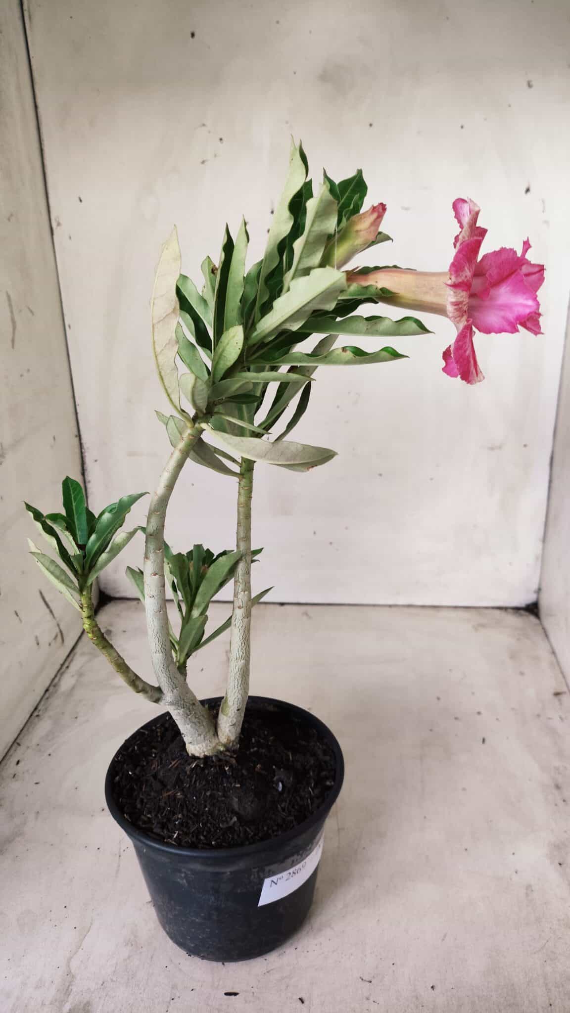 Planta Dobrada 2869 – 30cm – 02 anos
