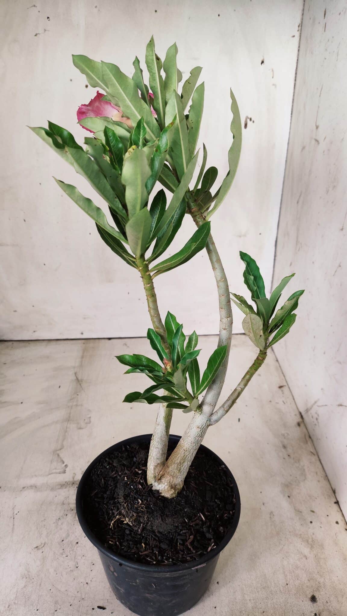 Planta Dobrada 2869 – 30cm – 02 anos