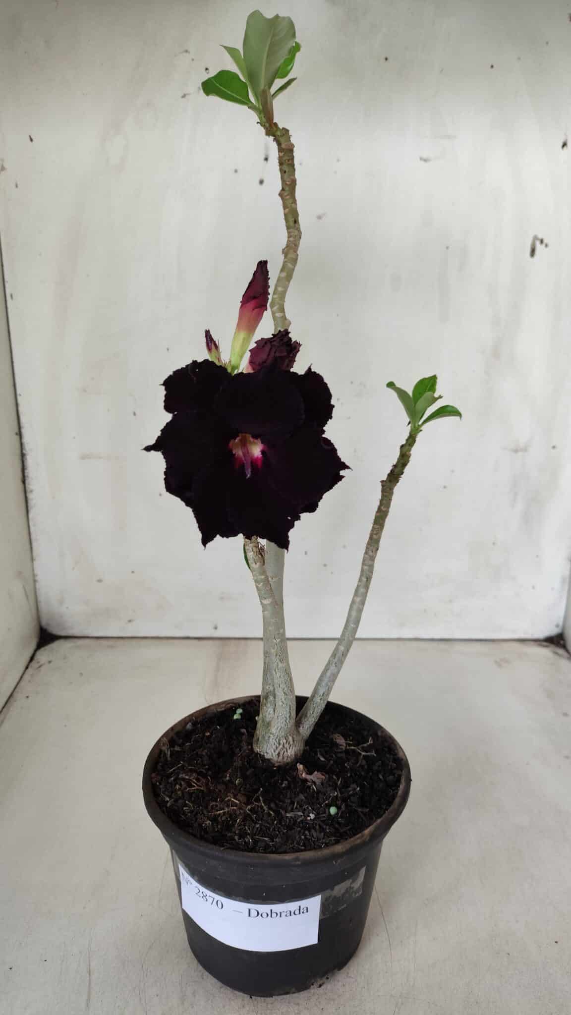 Planta Dobrada 2870 – 30cm – 02 anos