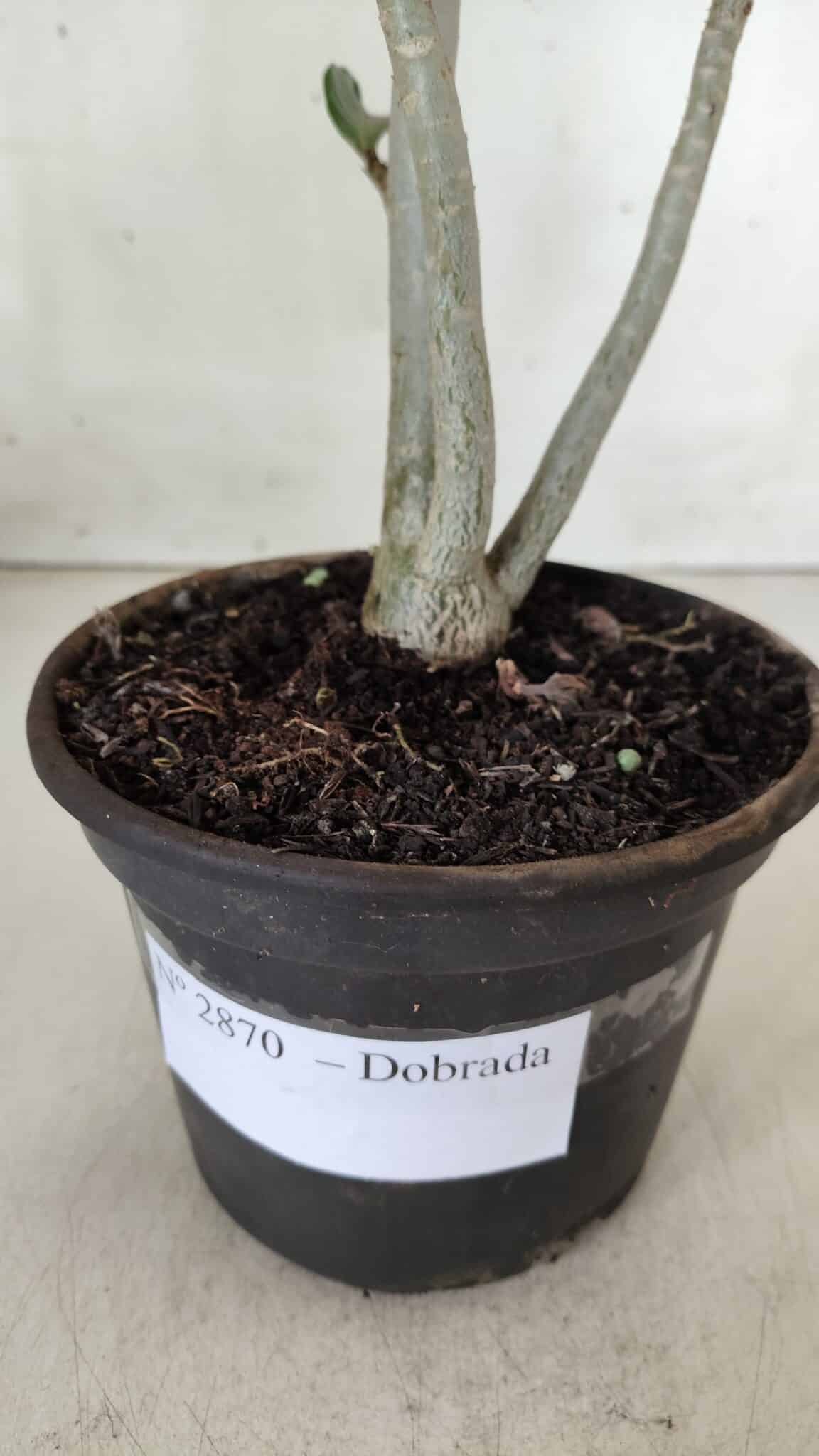 Planta Dobrada 2870 – 30cm – 02 anos