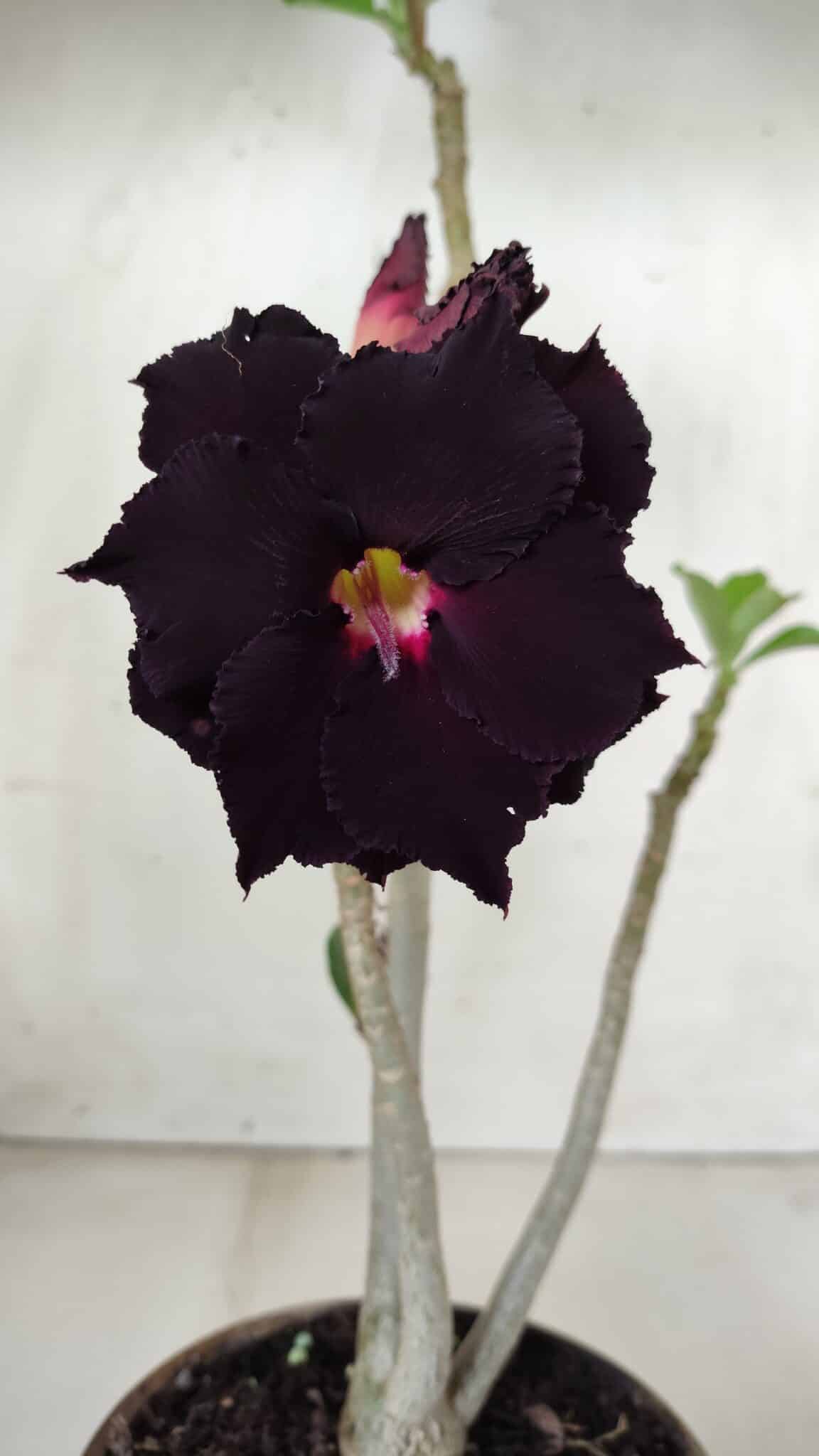 Planta Dobrada 2870 – 30cm – 02 anos