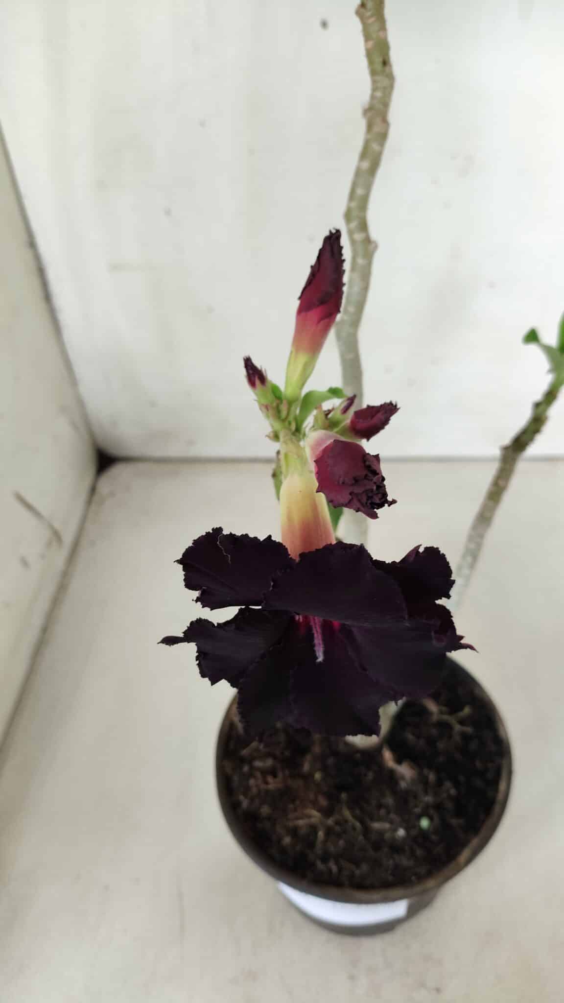 Planta Dobrada 2870 – 30cm – 02 anos