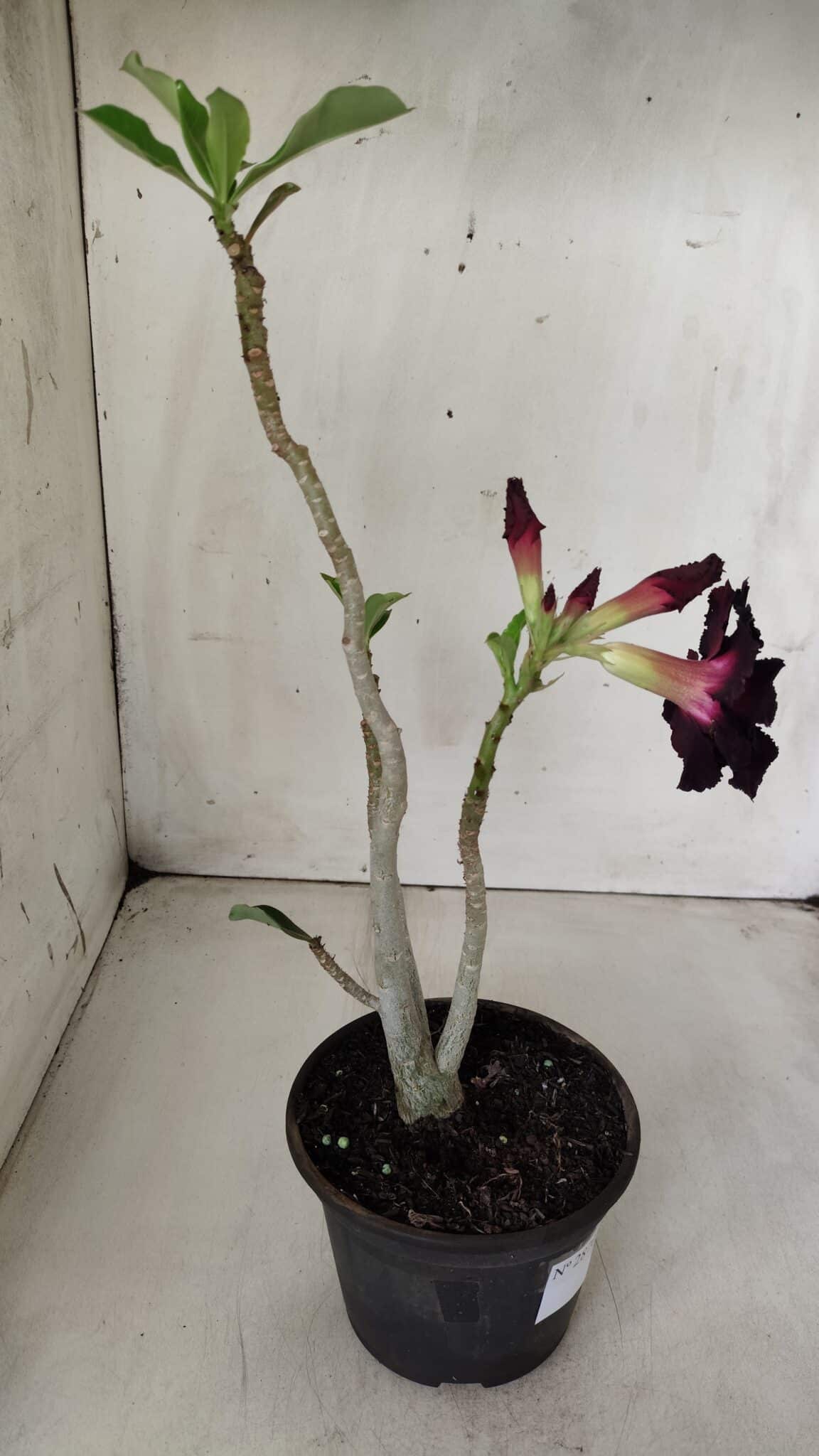 Planta Dobrada 2870 – 30cm – 02 anos