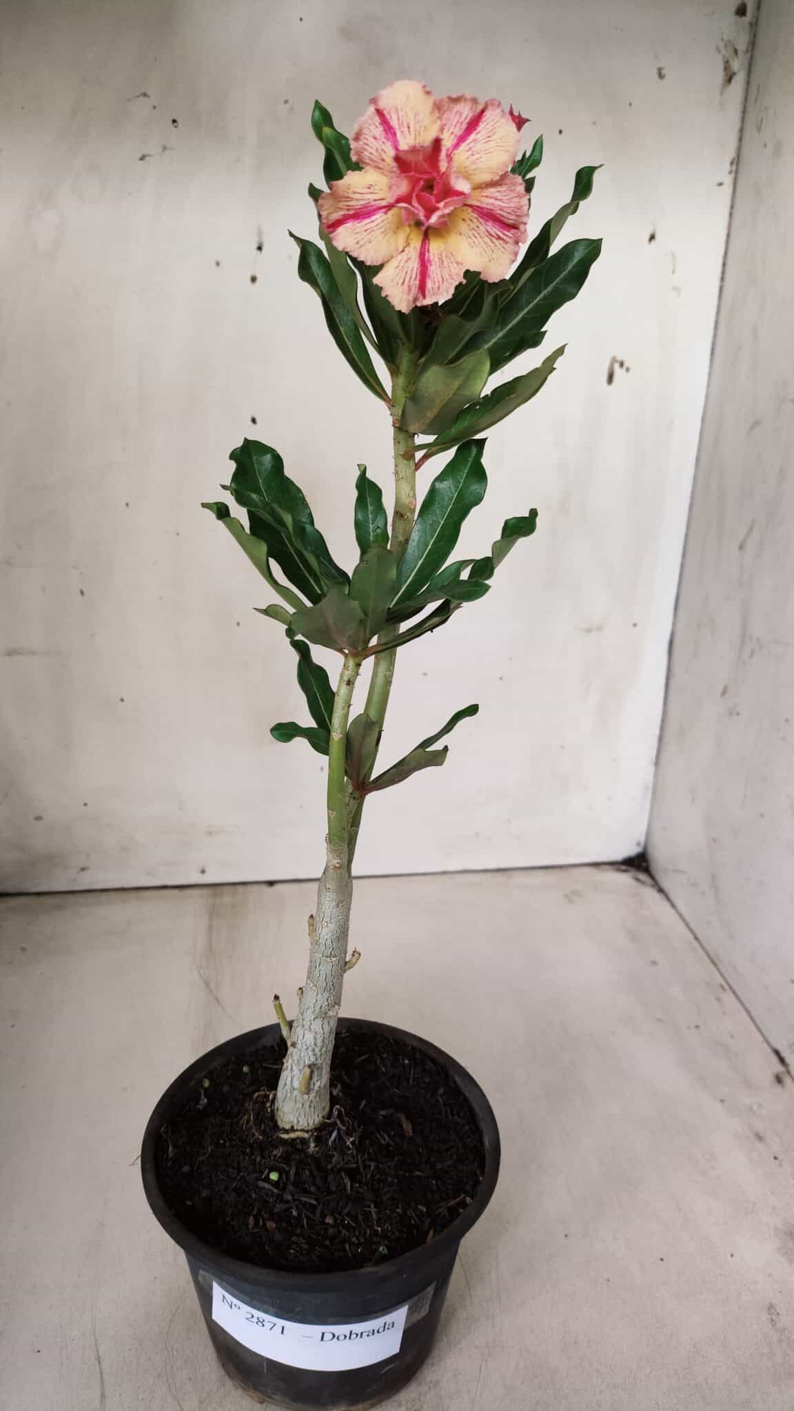 Planta Dobrada 2871 – 30cm – 02 anos