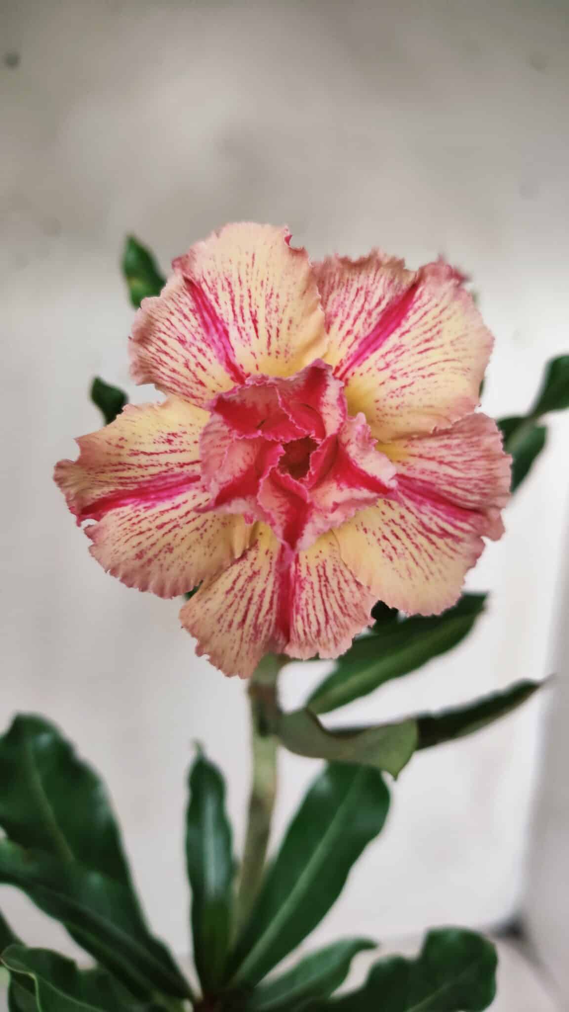 Planta Dobrada 2871 – 30cm – 02 anos