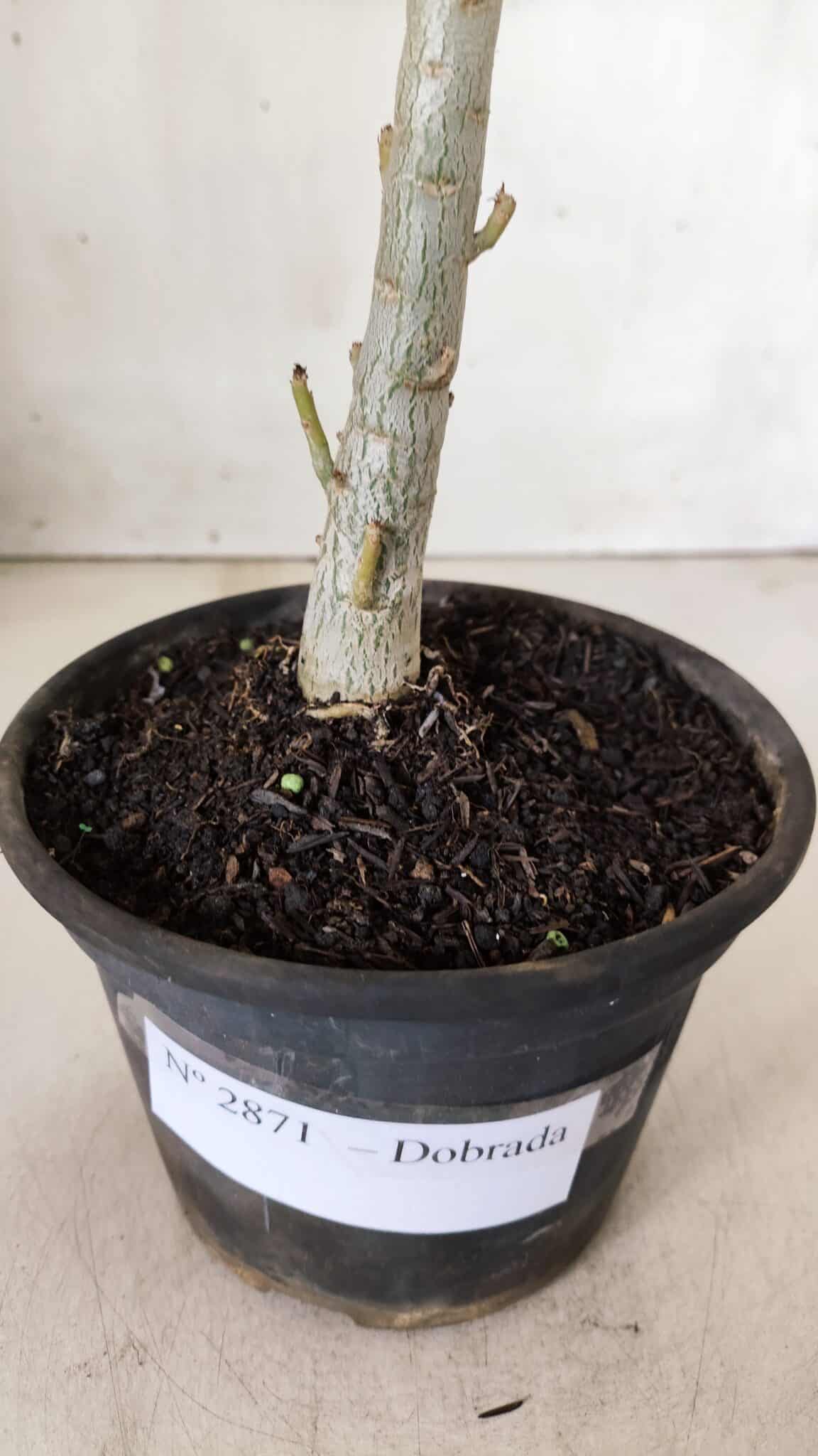 Planta Dobrada 2871 – 30cm – 02 anos