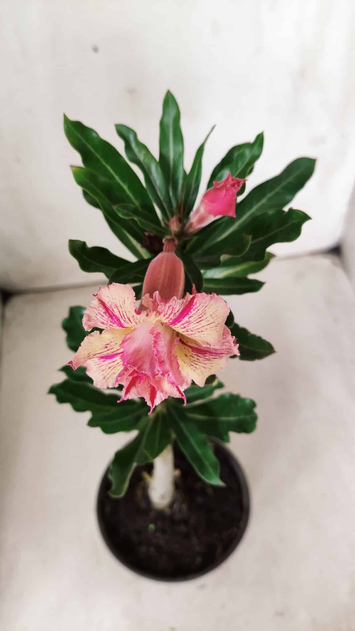 Planta Dobrada 2871 – 30cm – 02 anos