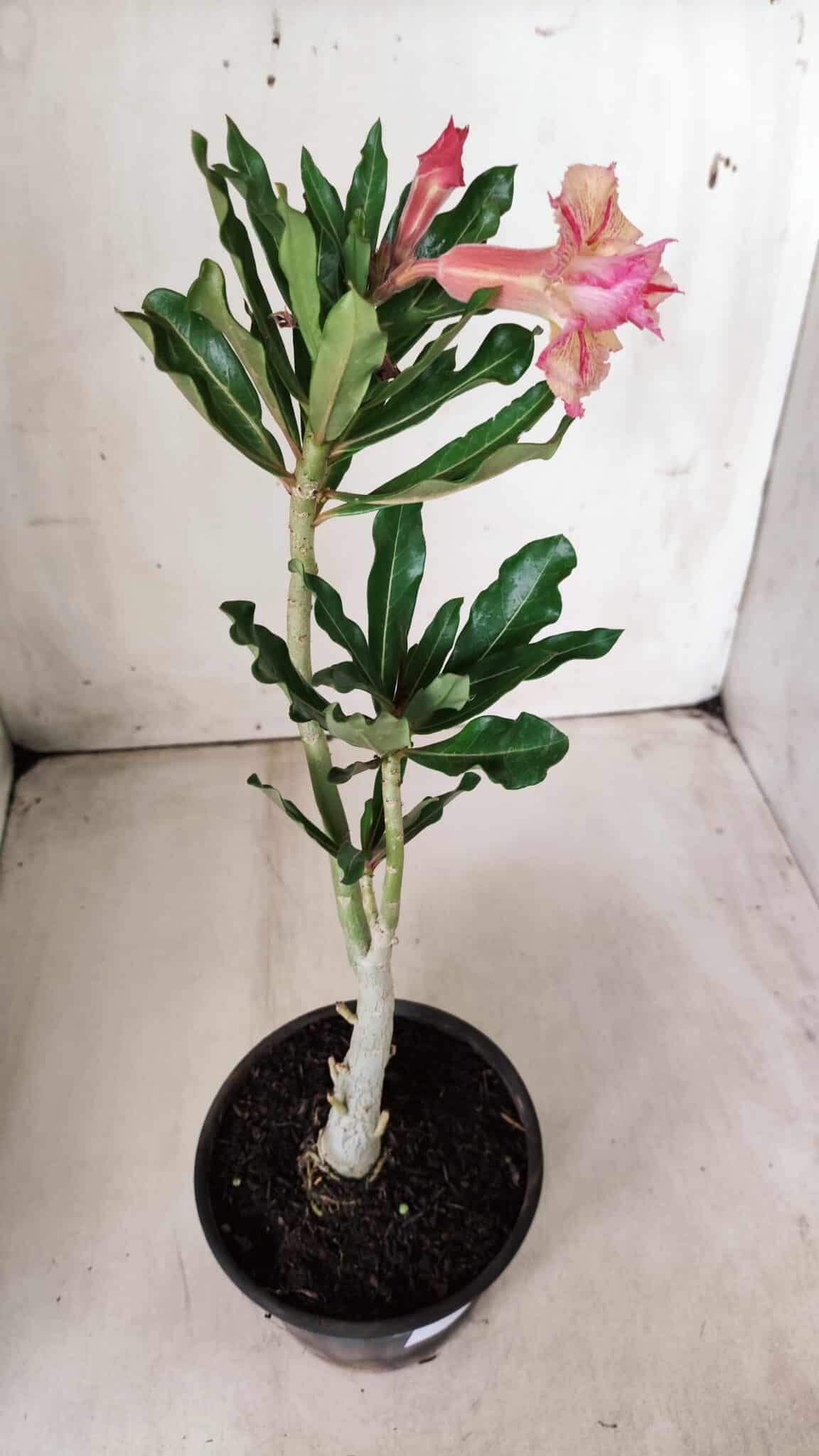Planta Dobrada 2871 – 30cm – 02 anos