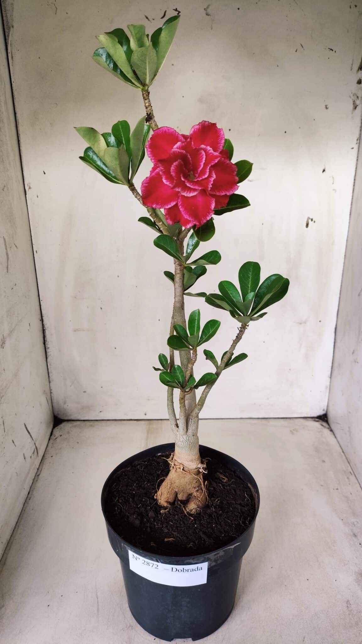 Planta Dobrada 2872 – 40cm – 03 anos
