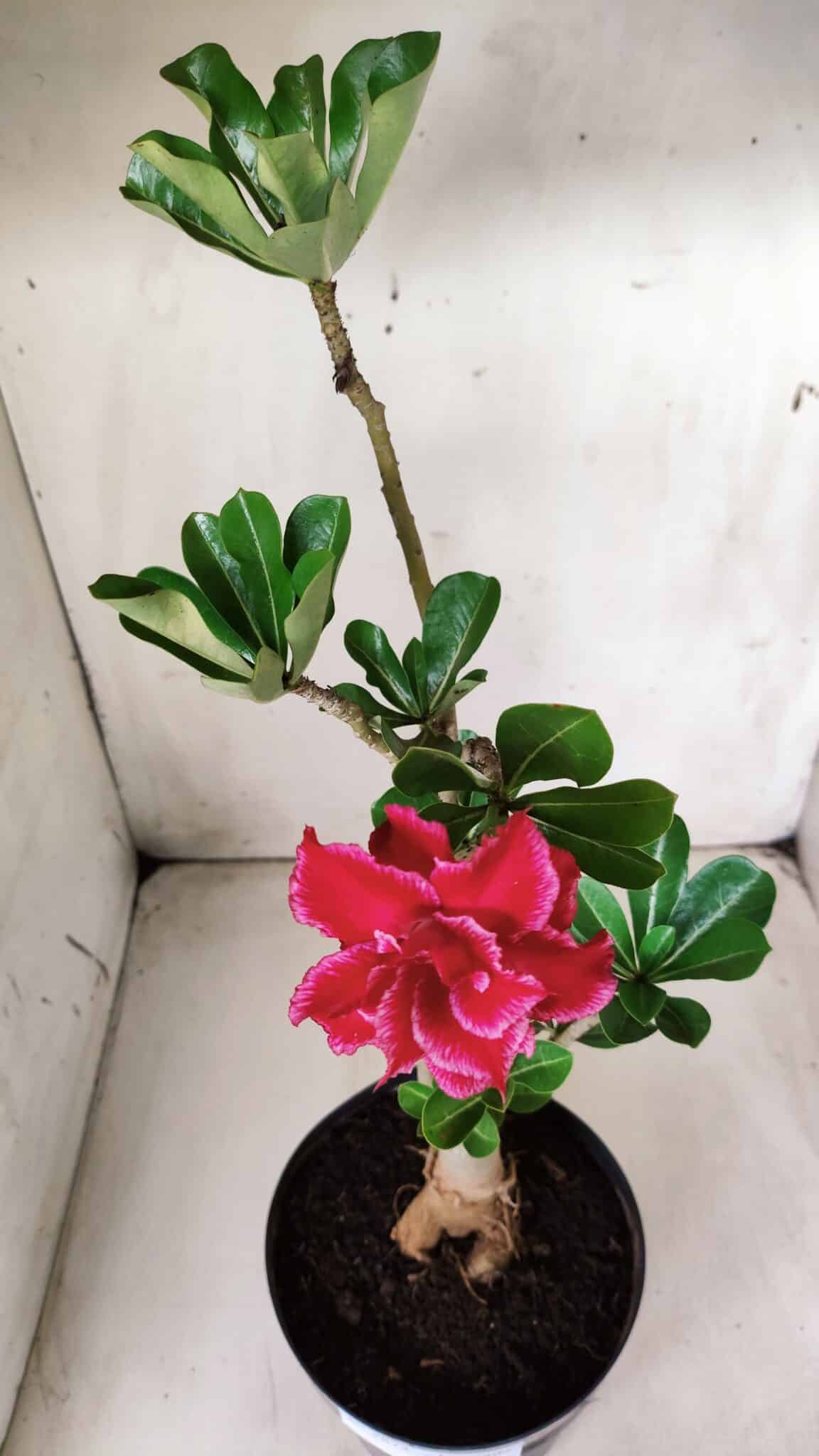 Planta Dobrada 2872 – 40cm – 03 anos