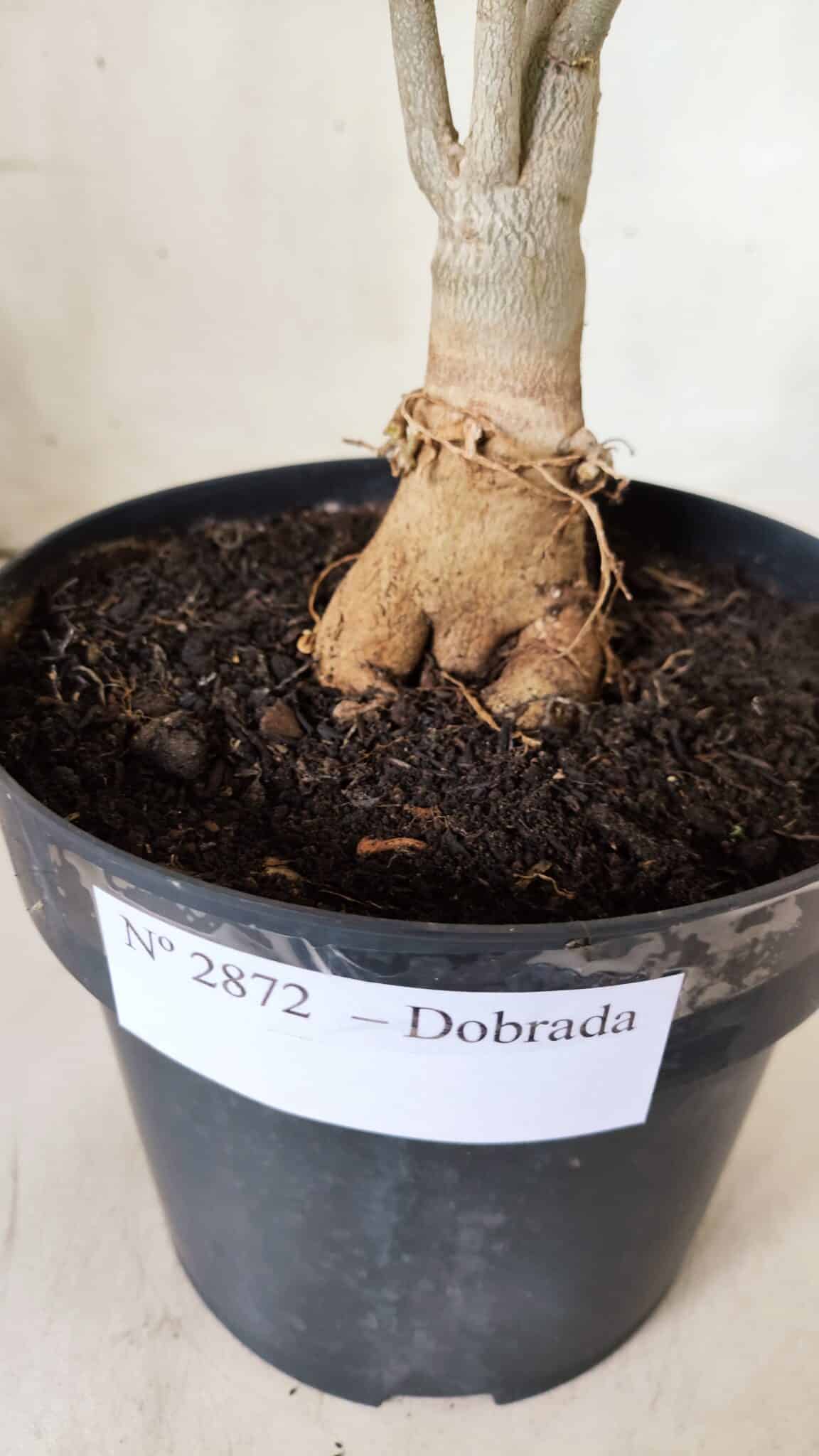 Planta Dobrada 2872 – 40cm – 03 anos