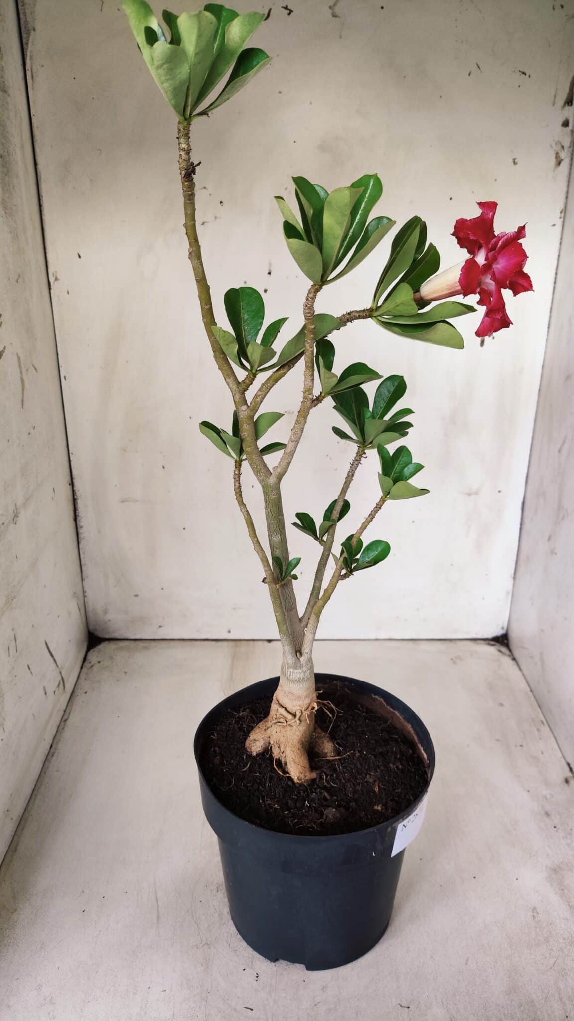 Planta Dobrada 2872 – 40cm – 03 anos
