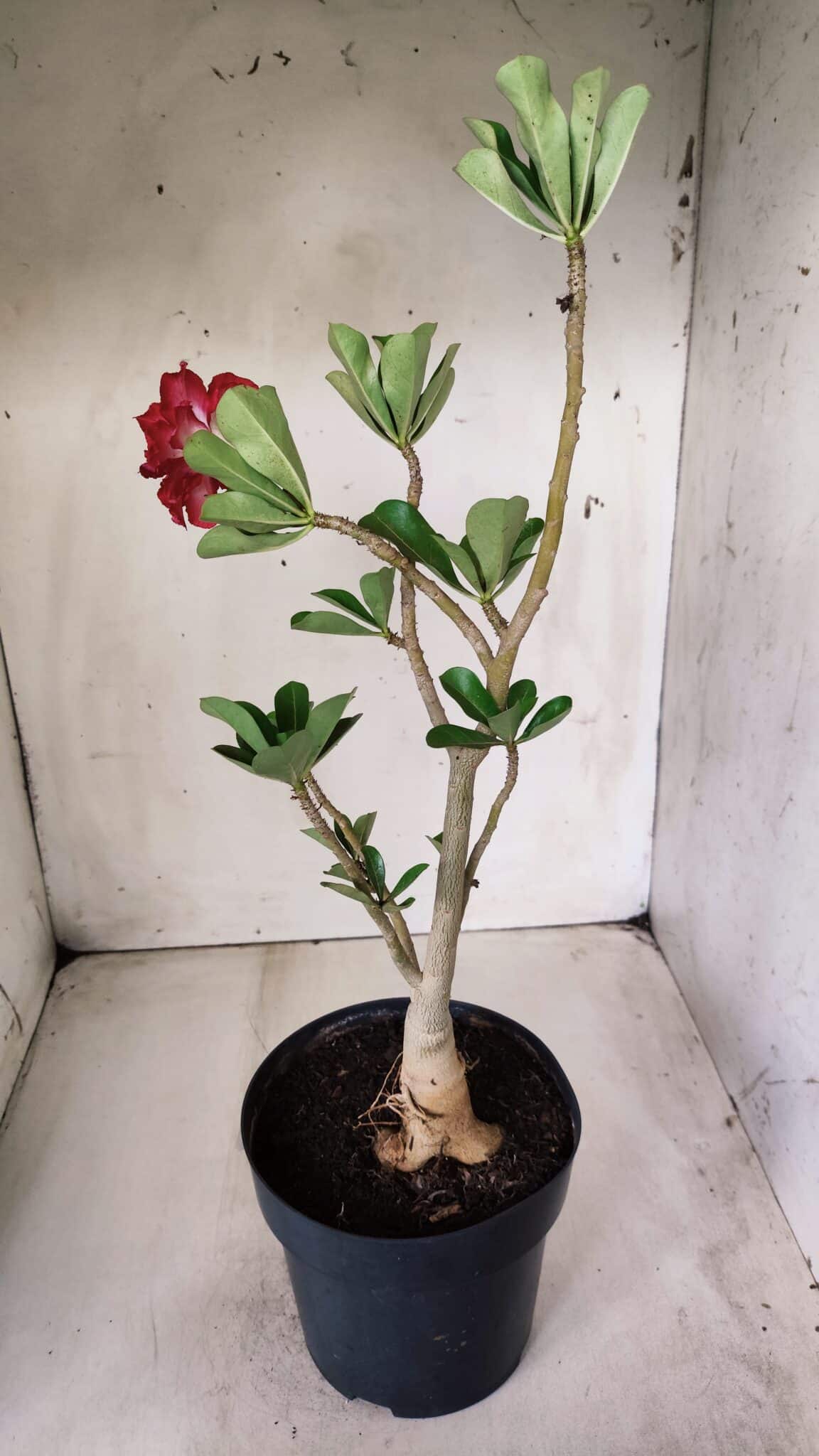 Planta Dobrada 2872 – 40cm – 03 anos