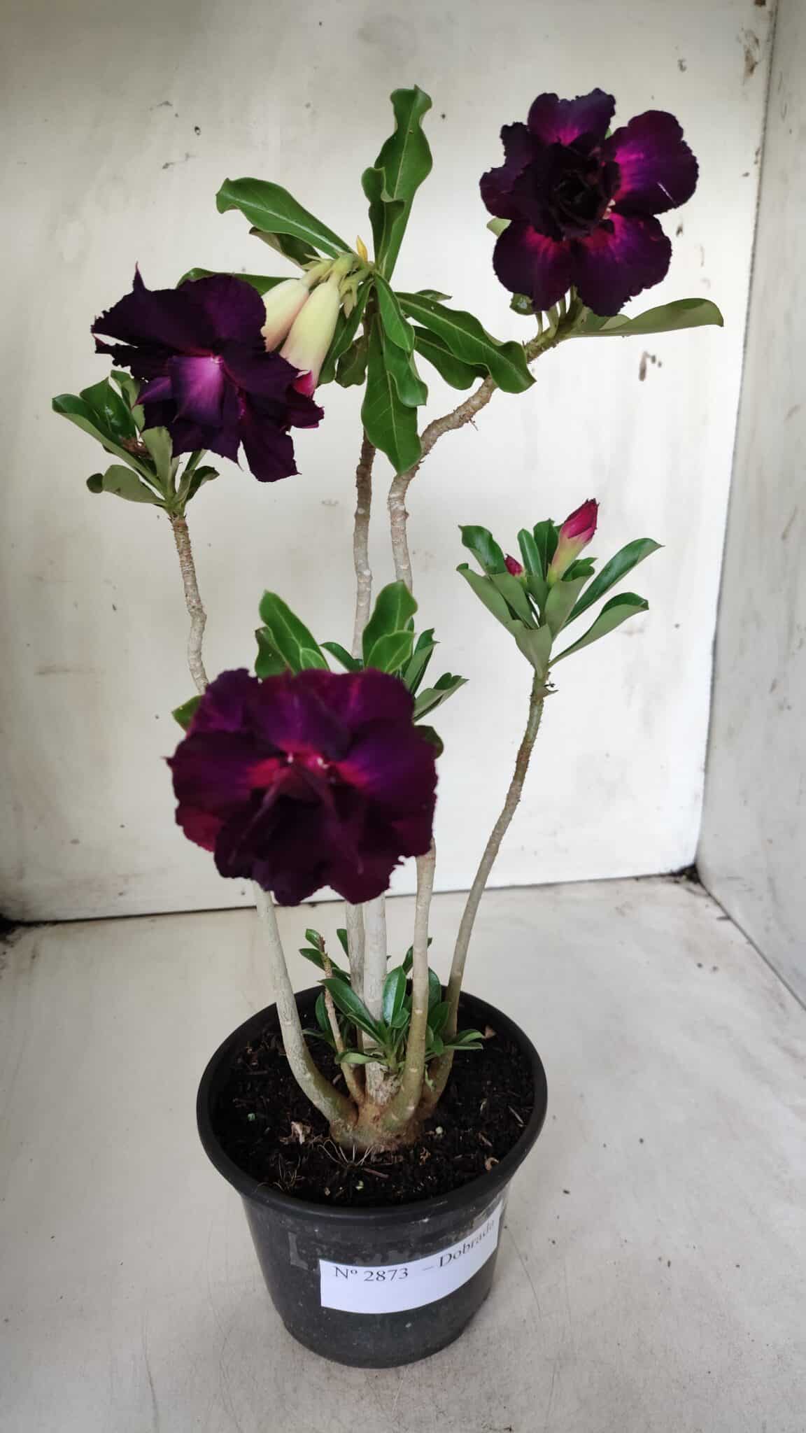 Planta Dobrada 2873 – 35cm – 03 anos