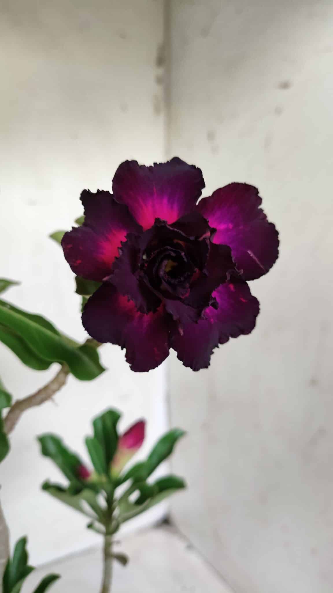 Planta Dobrada 2873 – 35cm – 03 anos