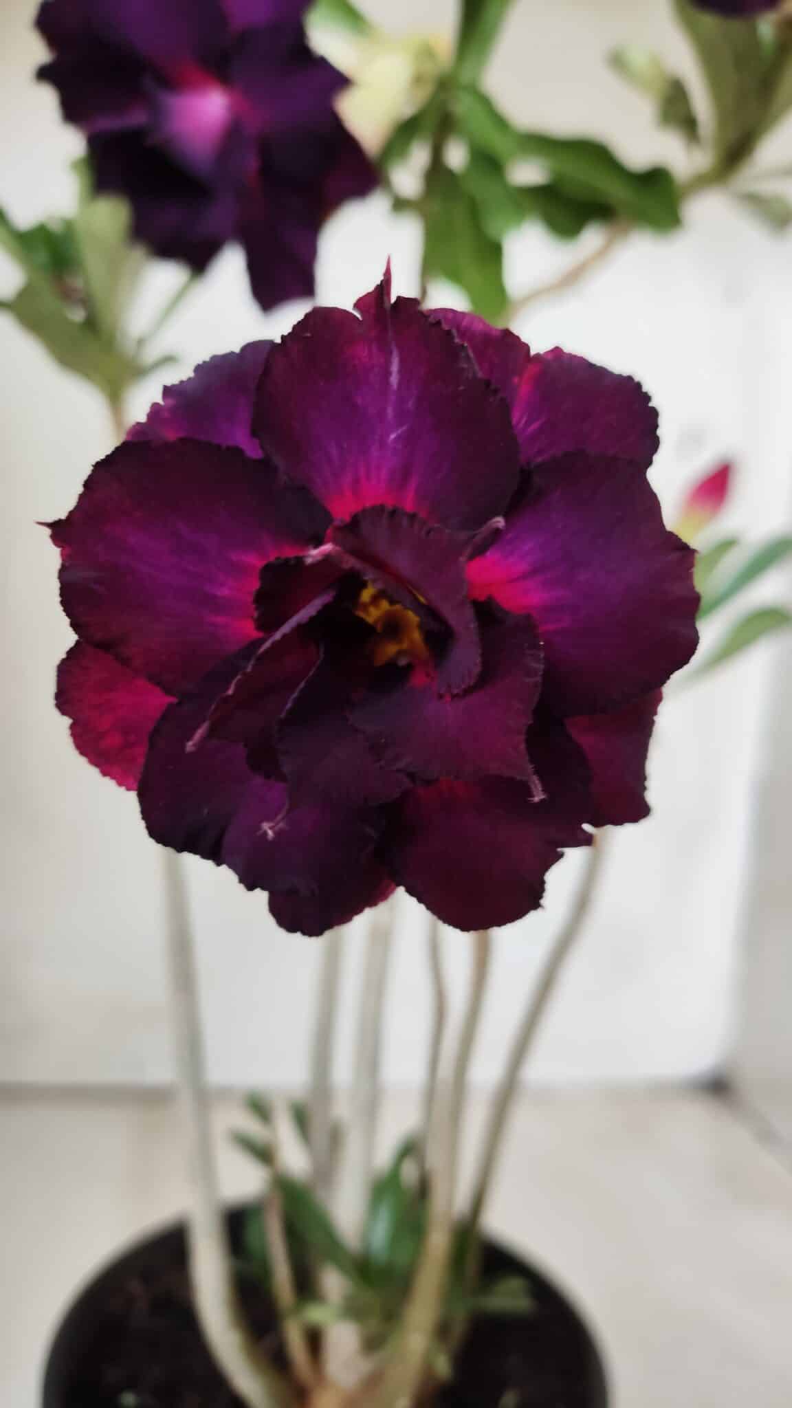 Planta Dobrada 2873 – 35cm – 03 anos