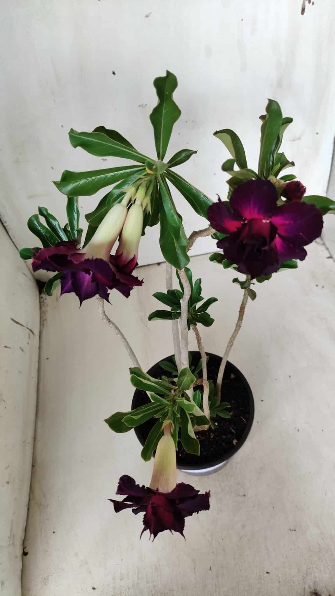 Planta Dobrada 2873 – 35cm – 03 anos