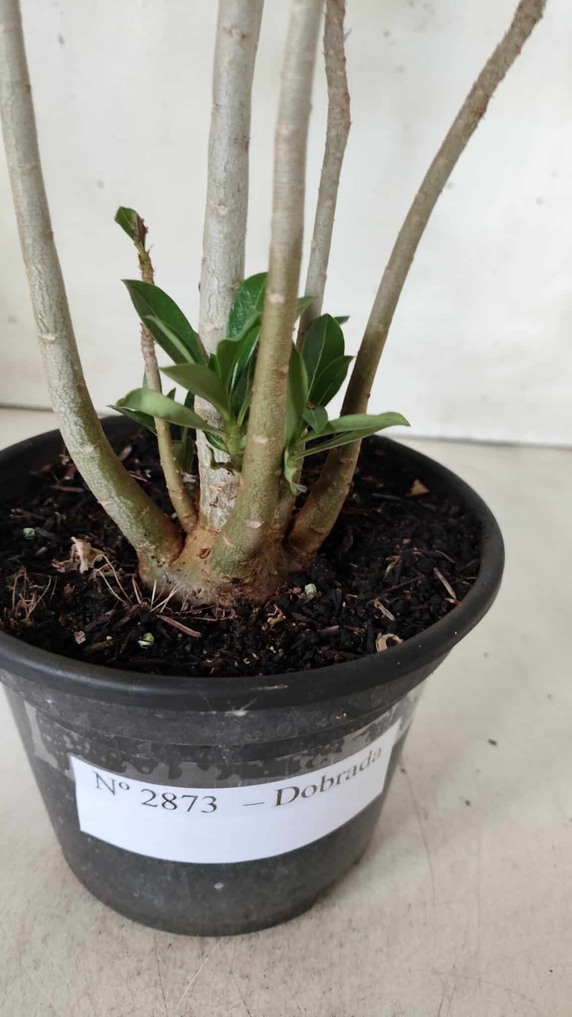 Planta Dobrada 2873 – 35cm – 03 anos