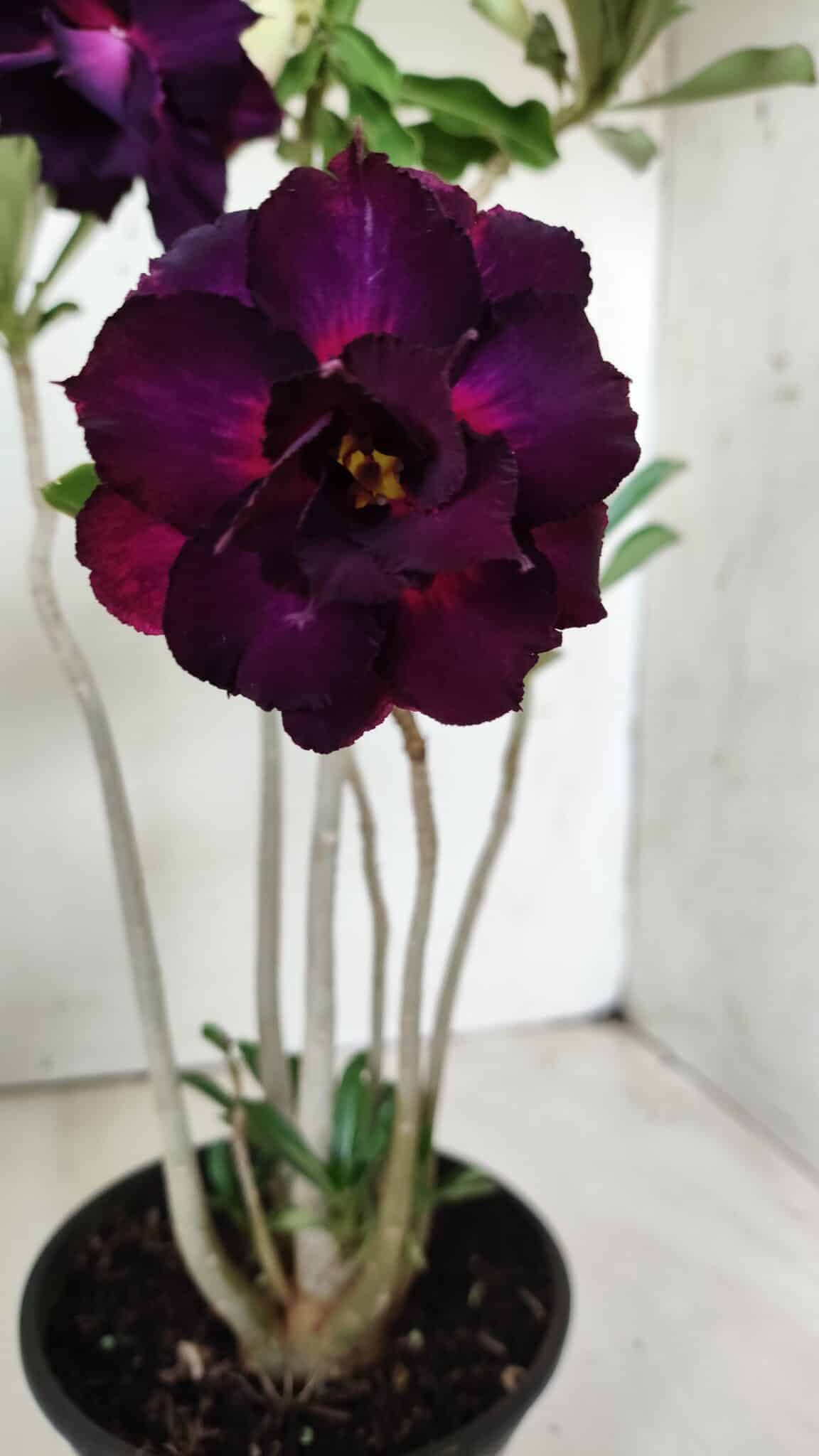 Planta Dobrada 2873 – 35cm – 03 anos