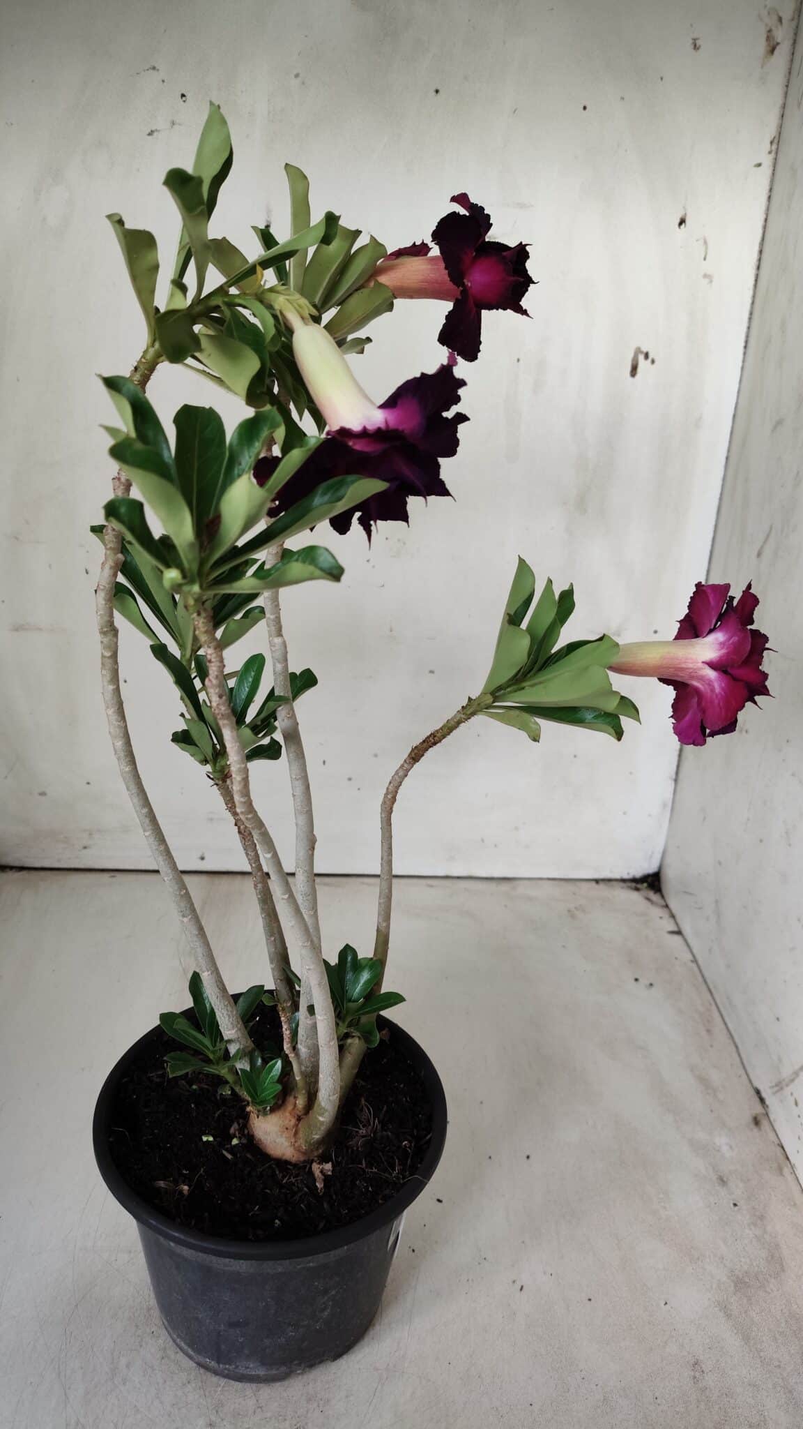 Planta Dobrada 2873 – 35cm – 03 anos