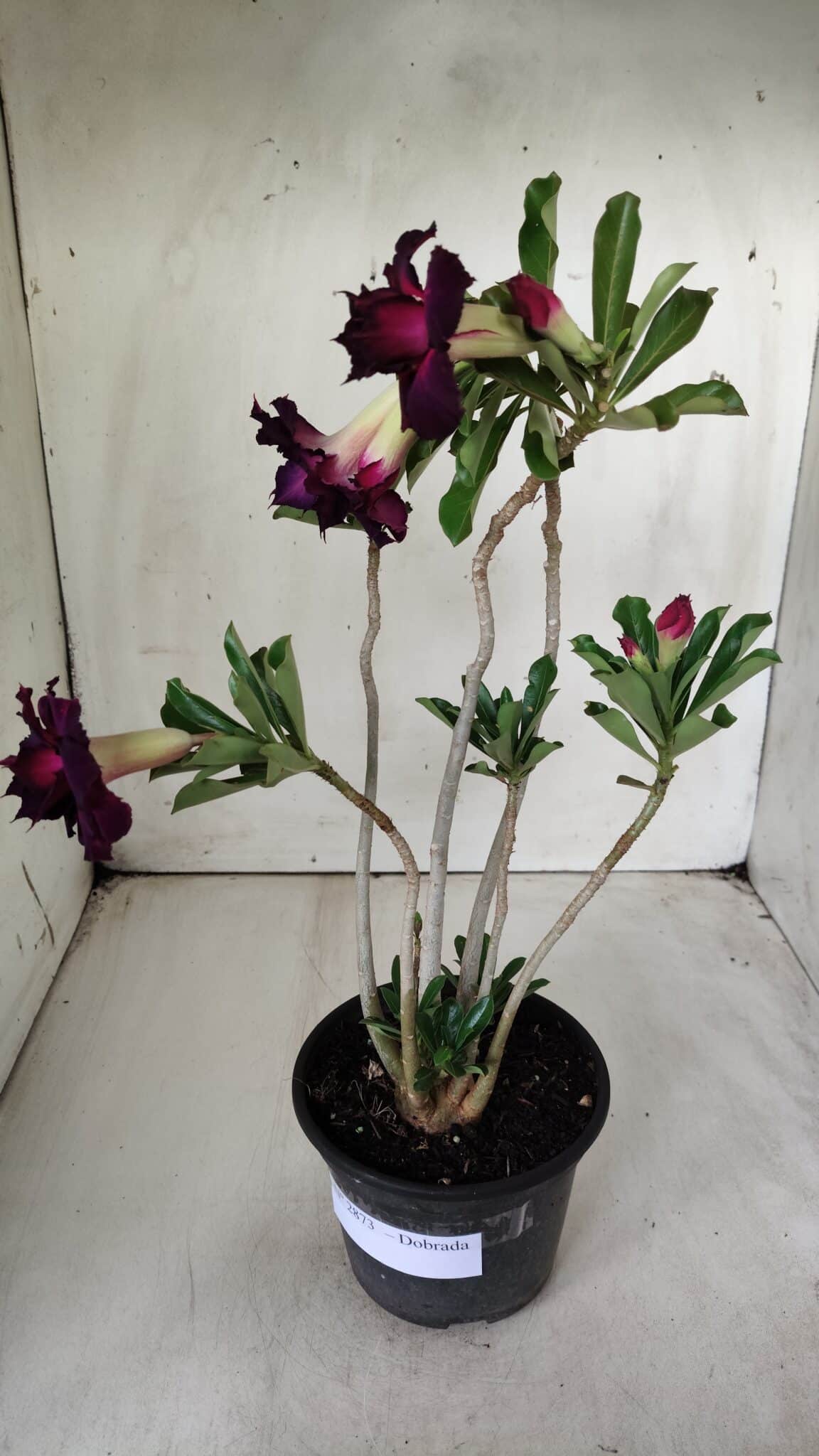 Planta Dobrada 2873 – 35cm – 03 anos