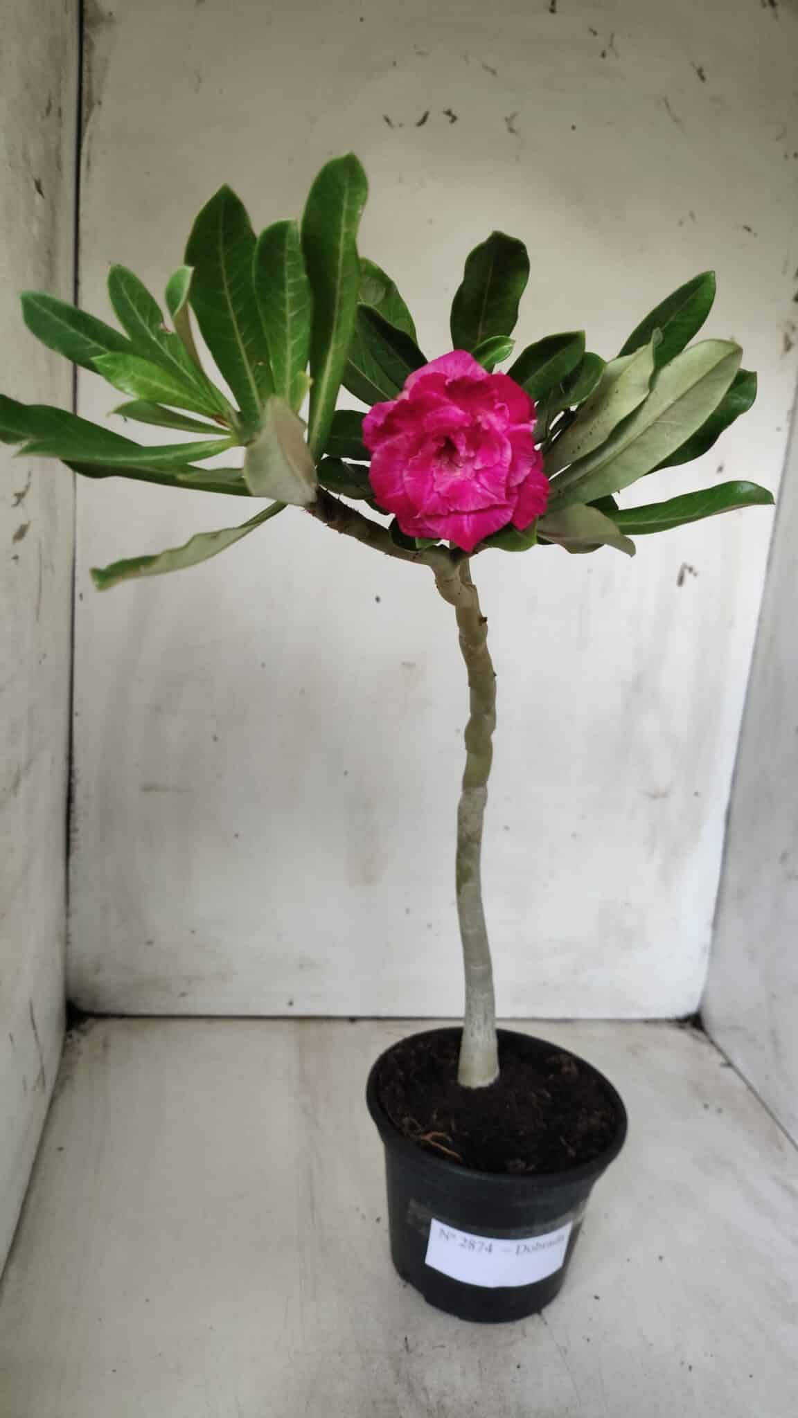 Planta Dobrada 2874 – 30cm – 02 anos