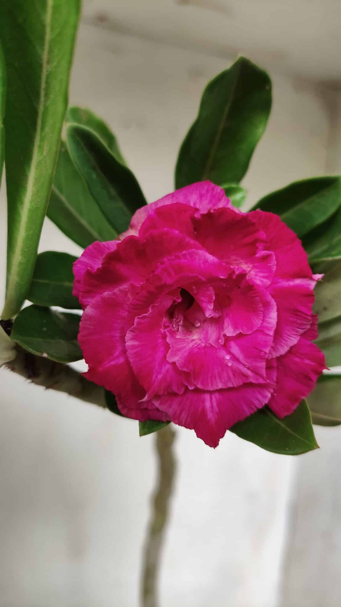 Planta Dobrada 2874 – 30cm – 02 anos