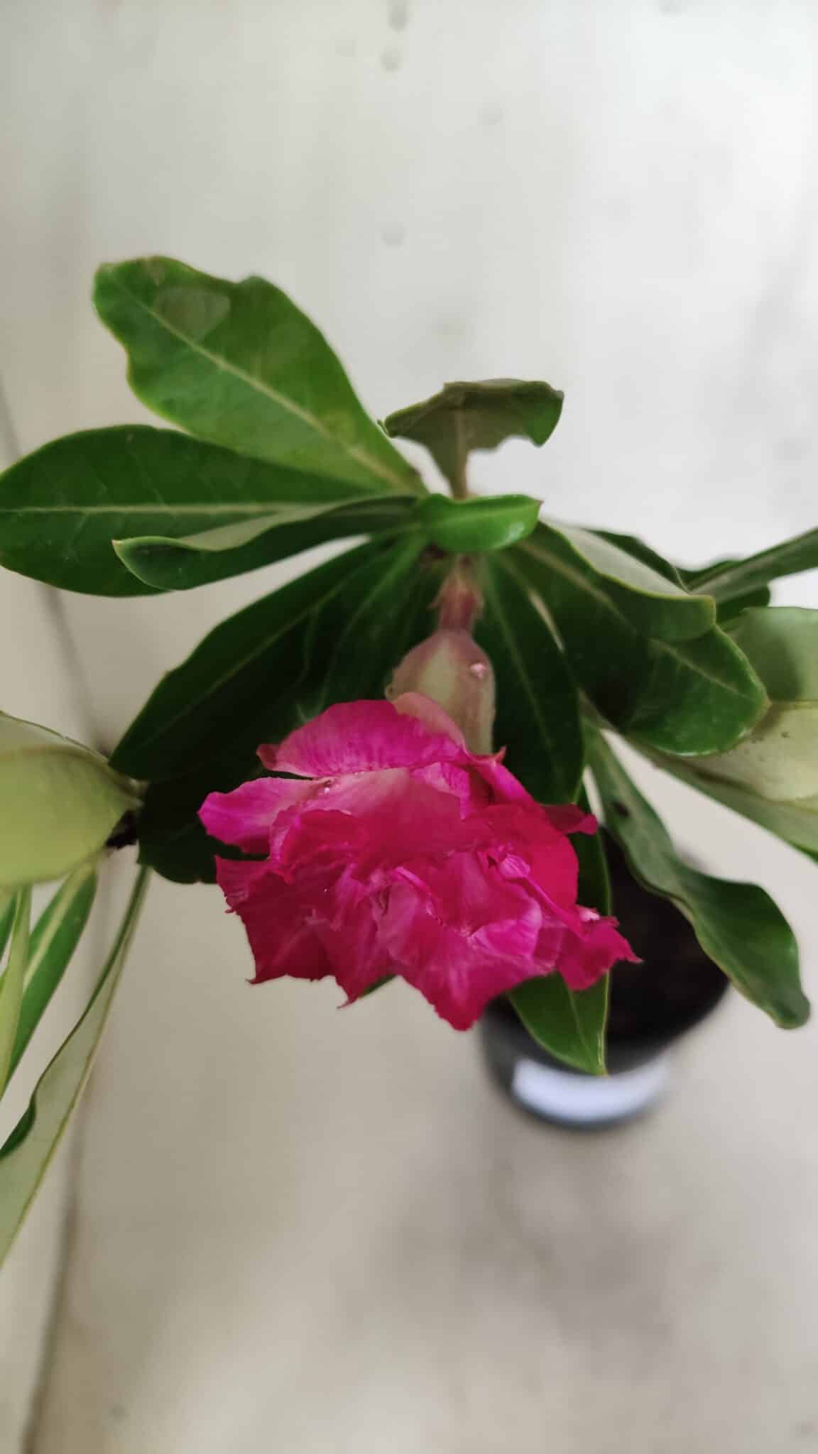 Planta Dobrada 2874 – 30cm – 02 anos