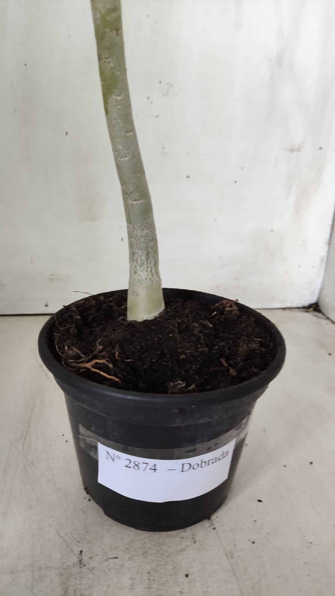 Planta Dobrada 2874 – 30cm – 02 anos