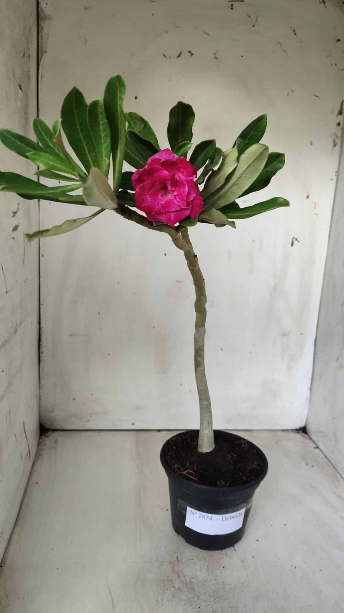 Planta Dobrada 2874 – 30cm – 02 anos