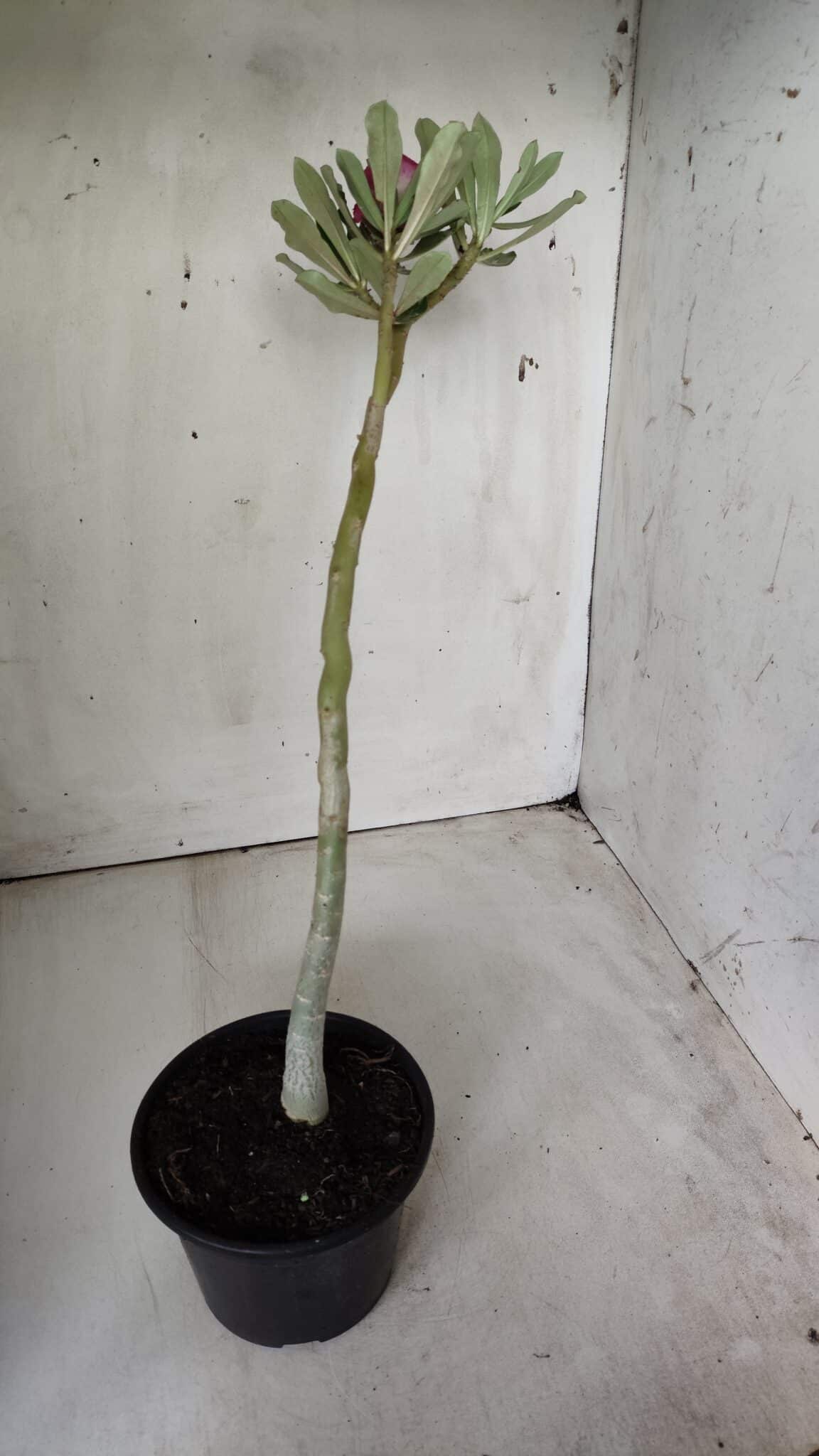 Planta Dobrada 2874 – 30cm – 02 anos