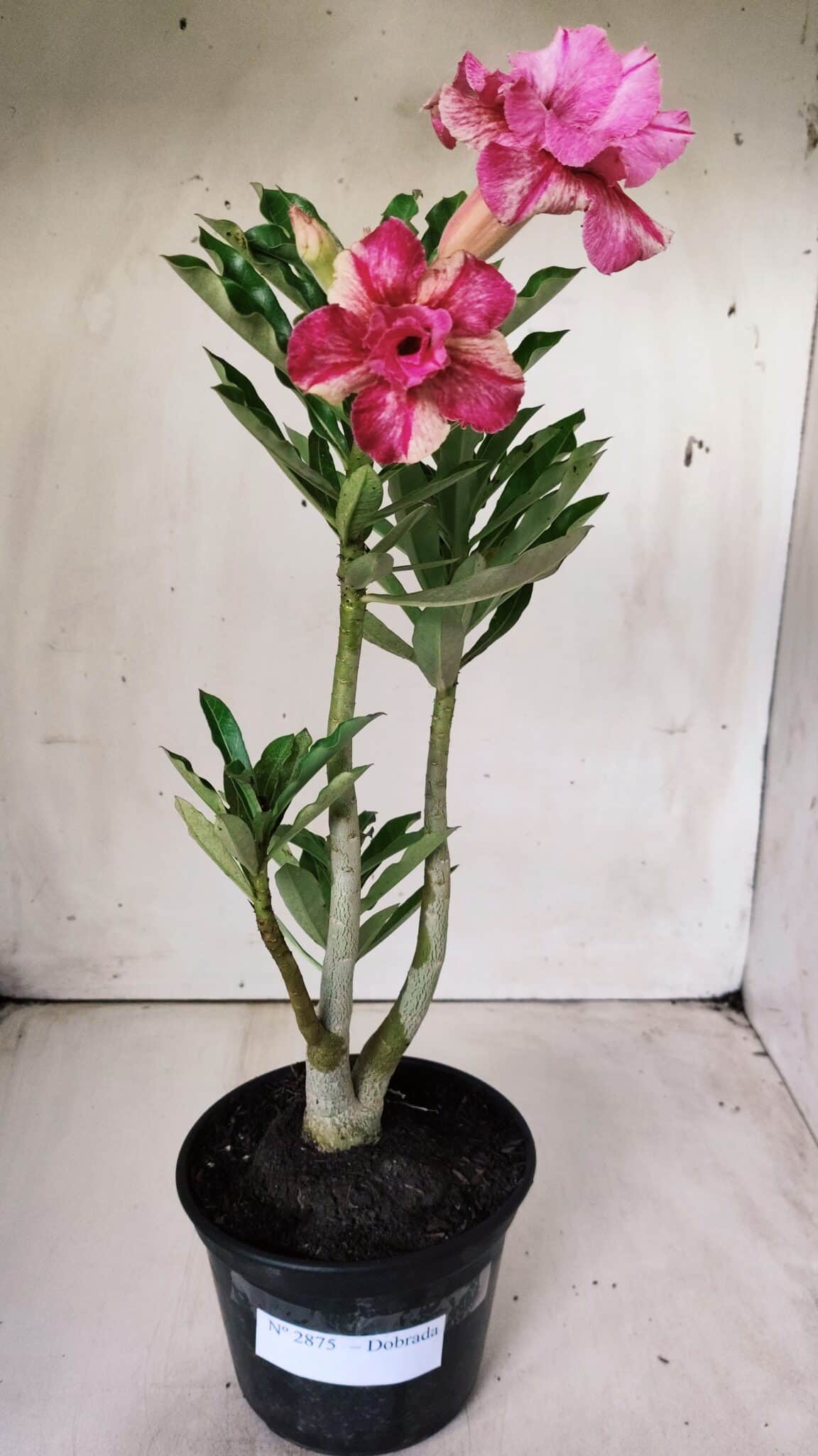 Planta Dobrada 2875 – 30cm – 02 anos