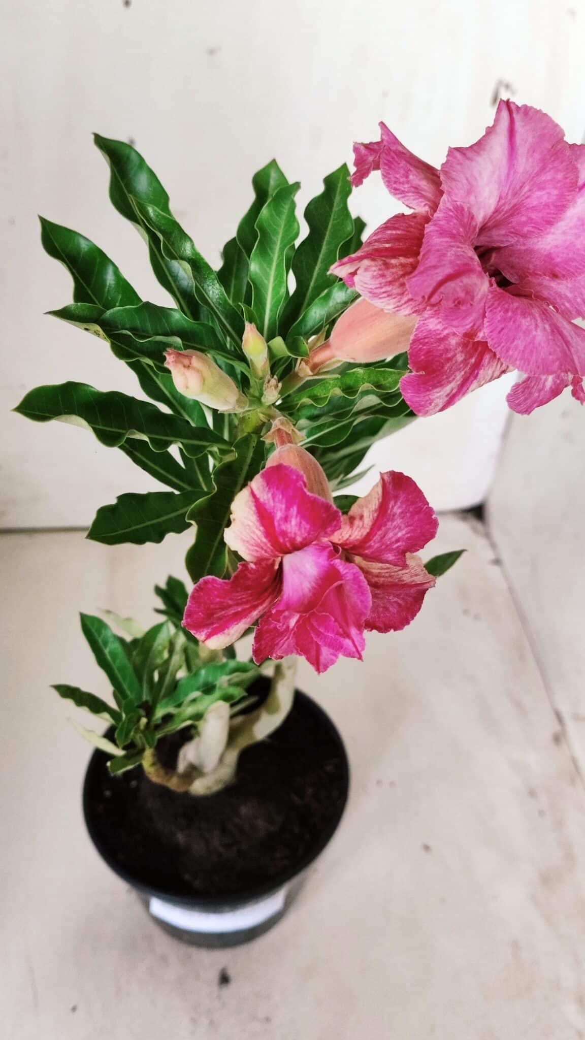 Planta Dobrada 2875 – 30cm – 02 anos