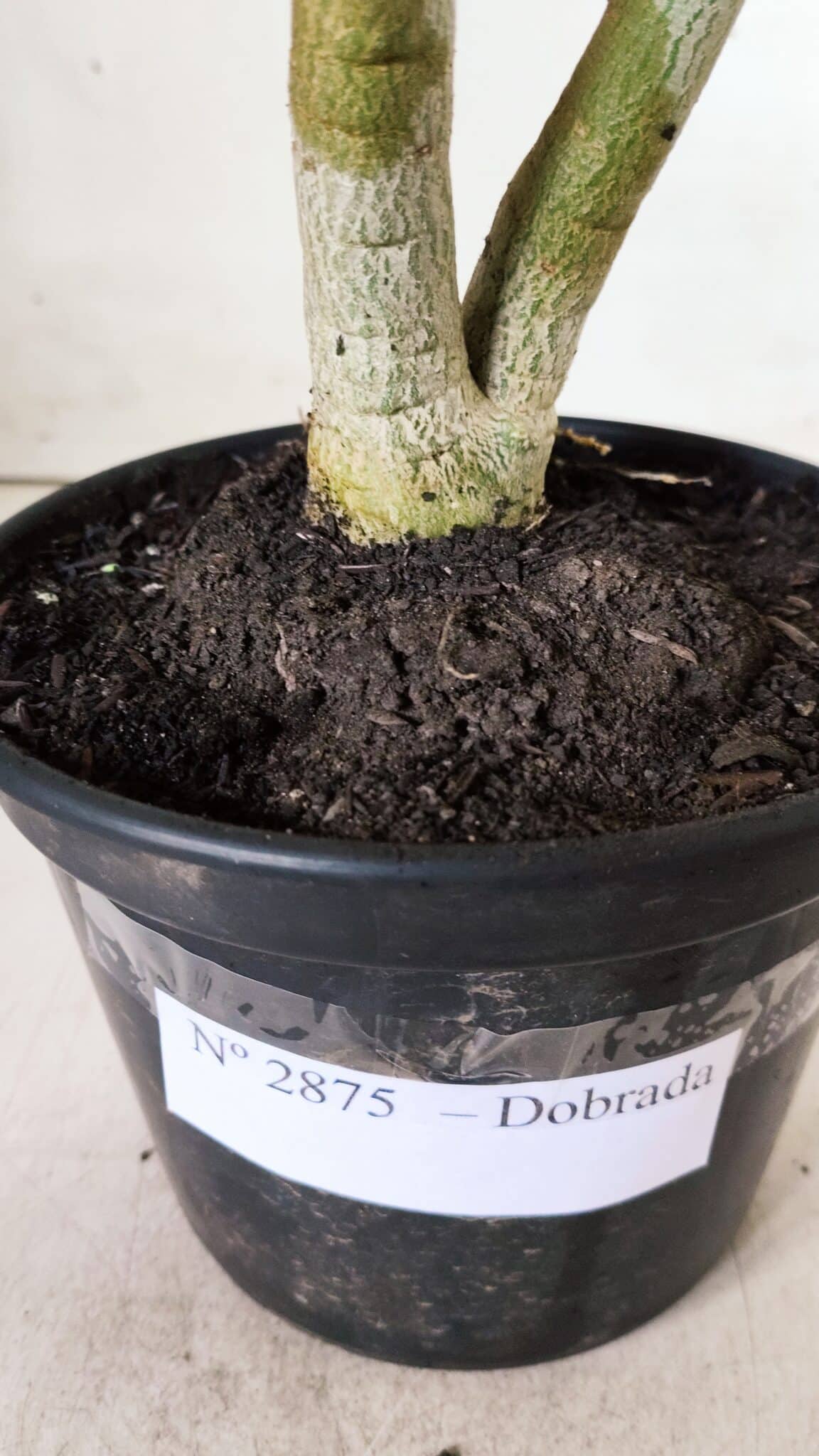 Planta Dobrada 2875 – 30cm – 02 anos