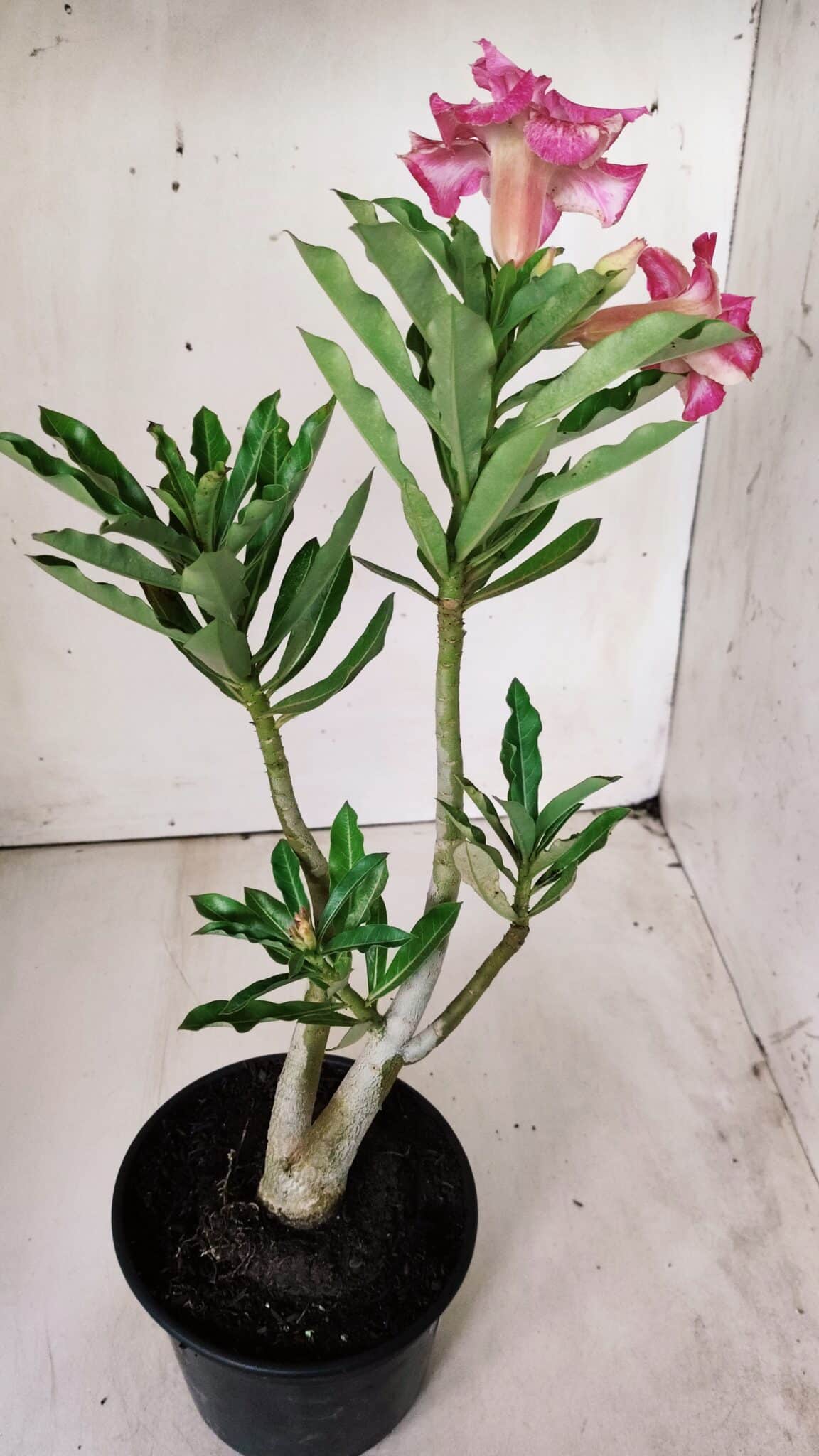 Planta Dobrada 2875 – 30cm – 02 anos