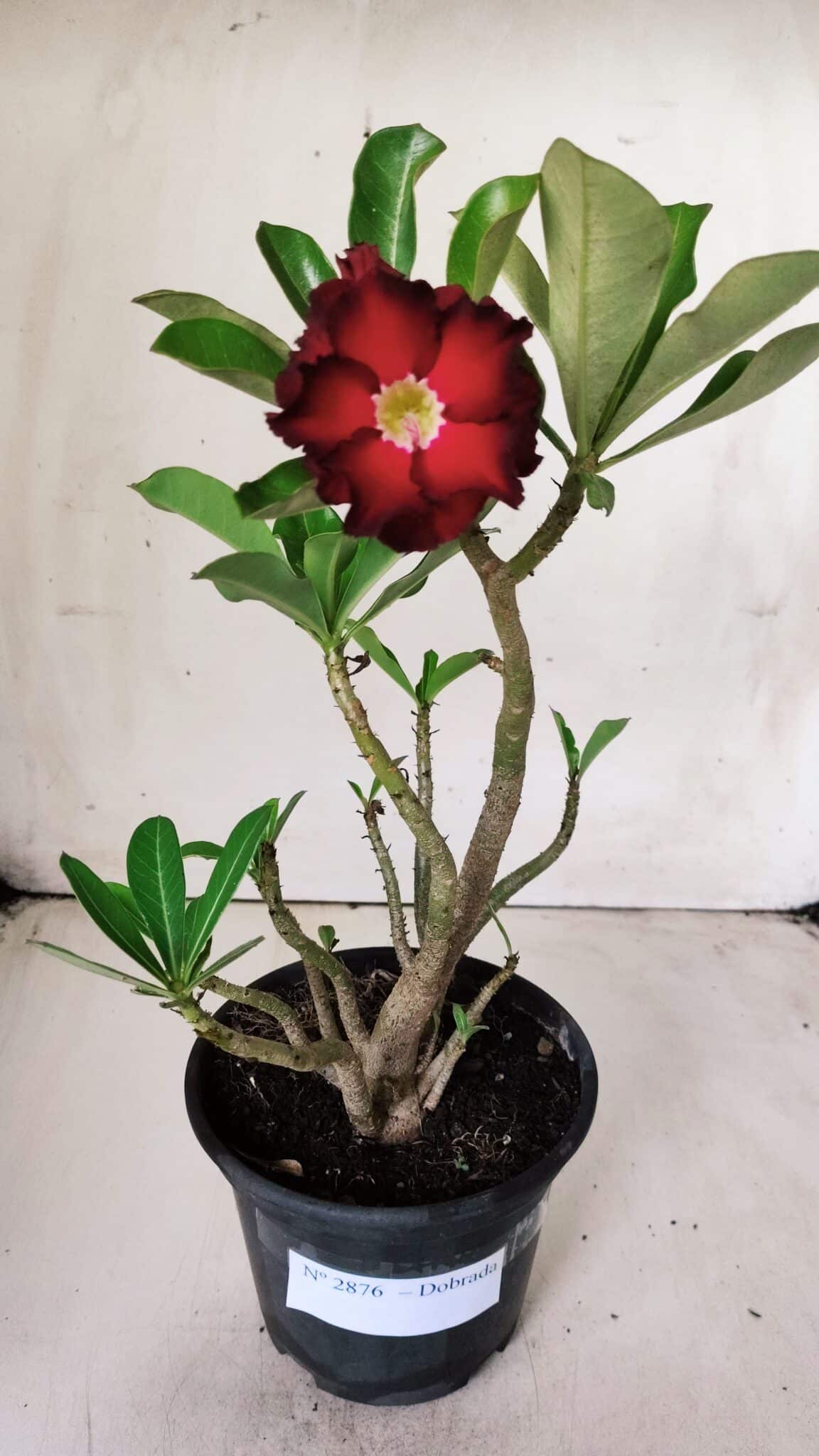 Planta Dobrada 2876 – 30cm – 02 anos