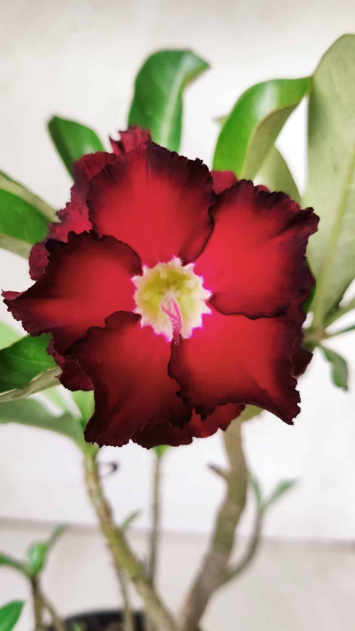 Planta Dobrada 2876 – 30cm – 02 anos