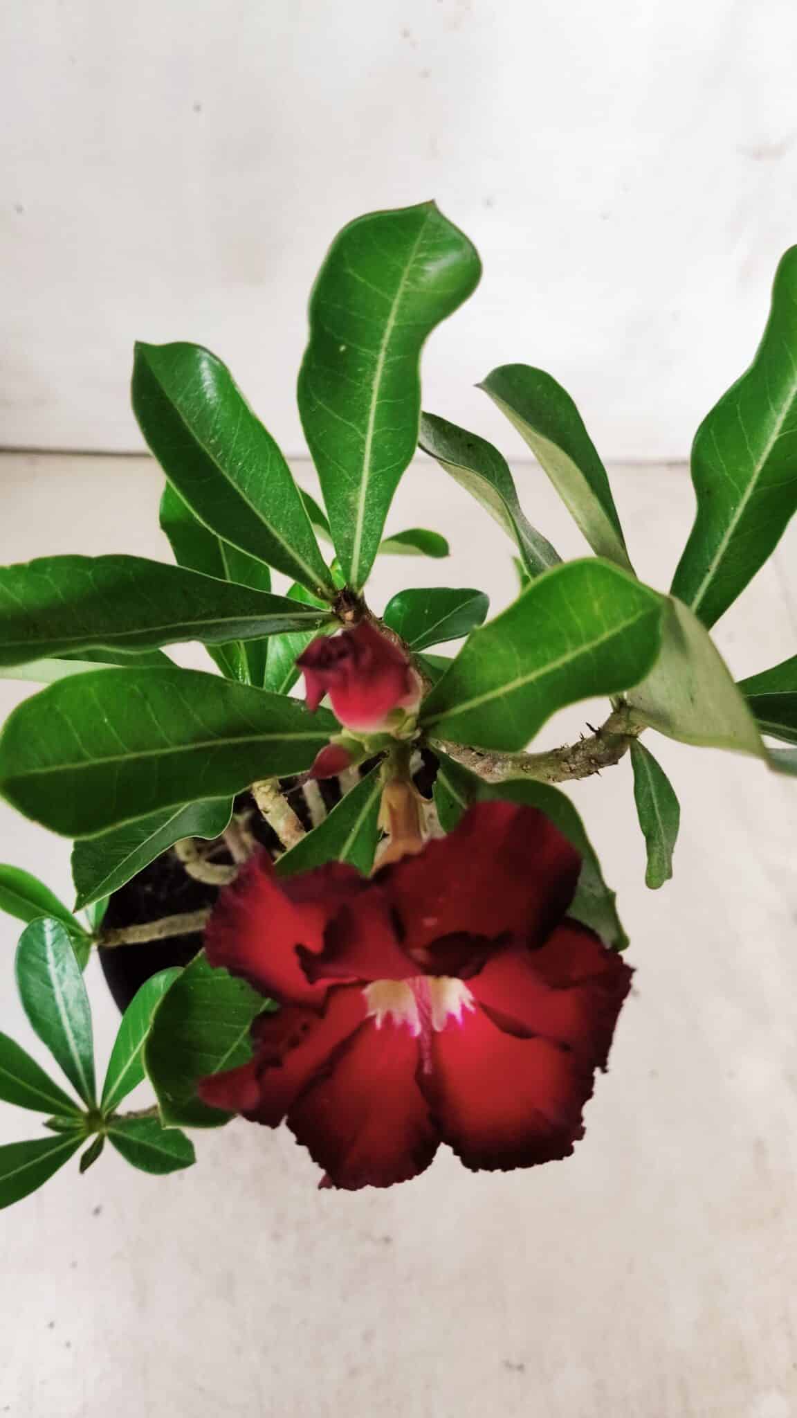 Planta Dobrada 2876 – 30cm – 02 anos