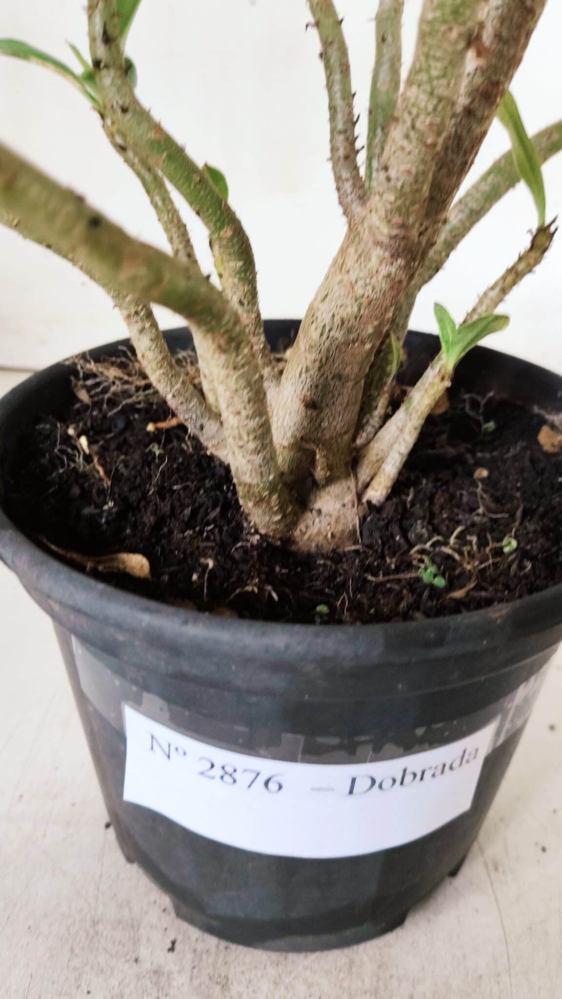 Planta Dobrada 2876 – 30cm – 02 anos