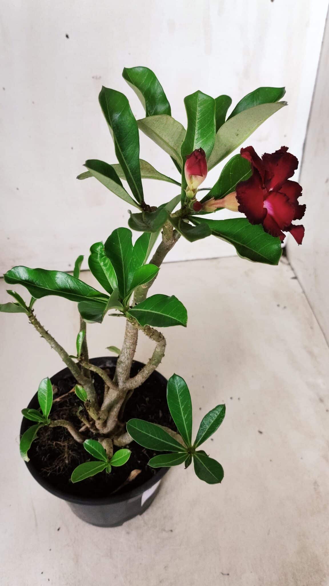 Planta Dobrada 2876 – 30cm – 02 anos