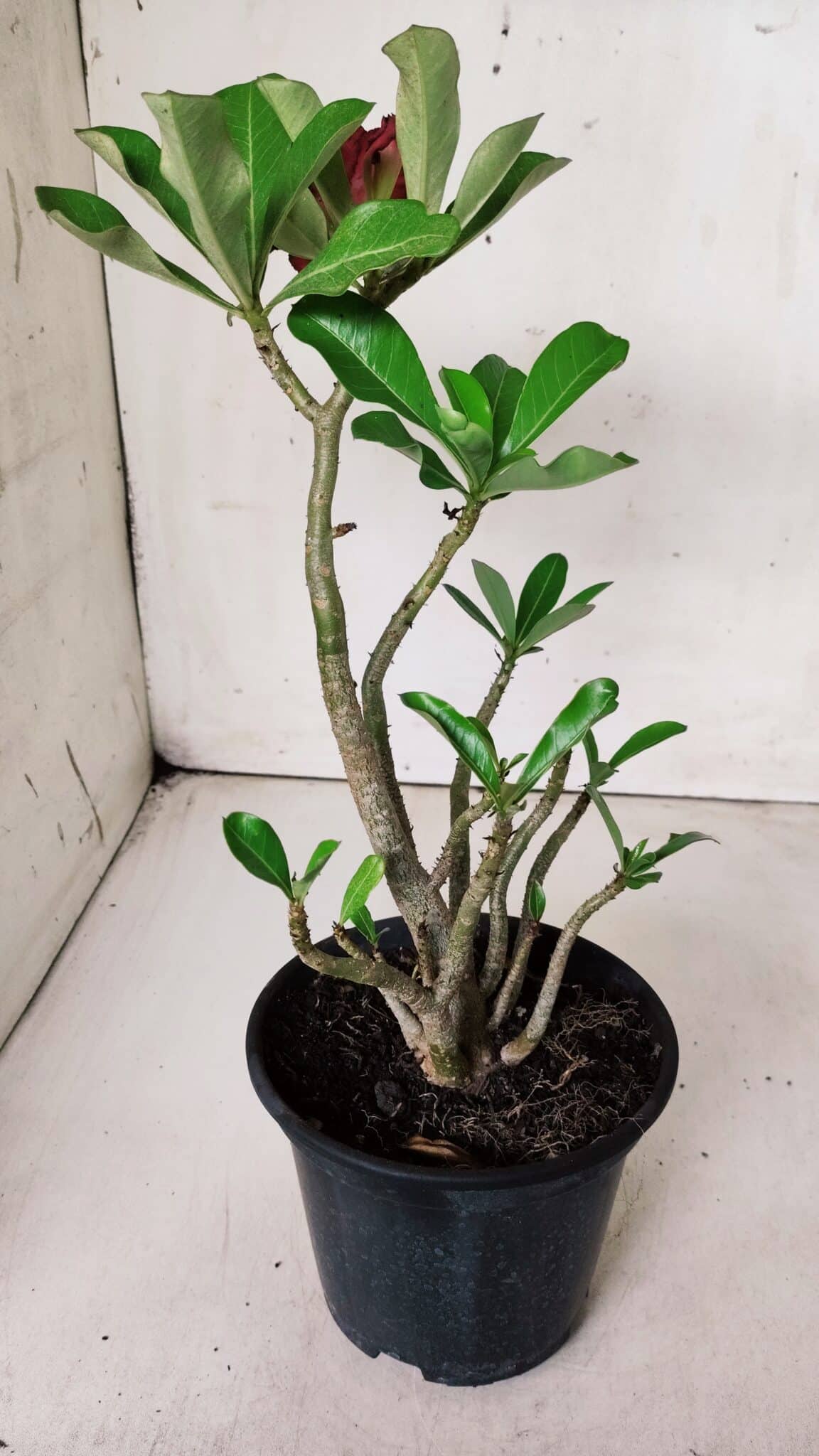 Planta Dobrada 2876 – 30cm – 02 anos