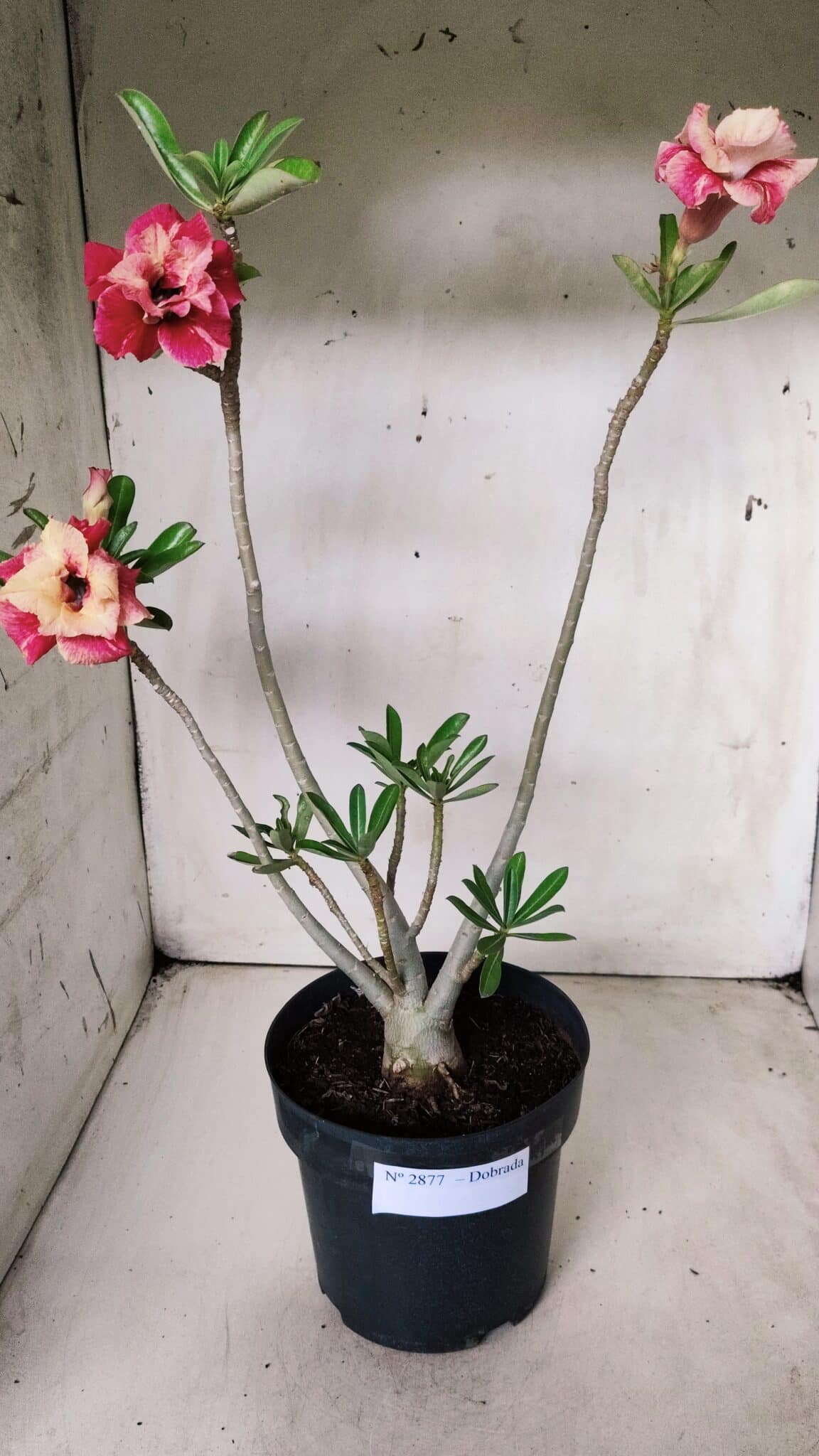 Planta Dobrada 2877 – 45cm – 03 anos