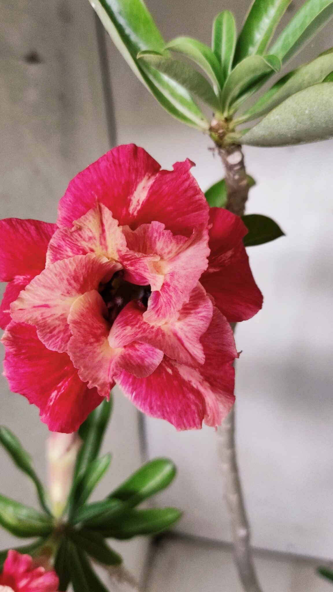 Planta Dobrada 2877 – 45cm – 03 anos