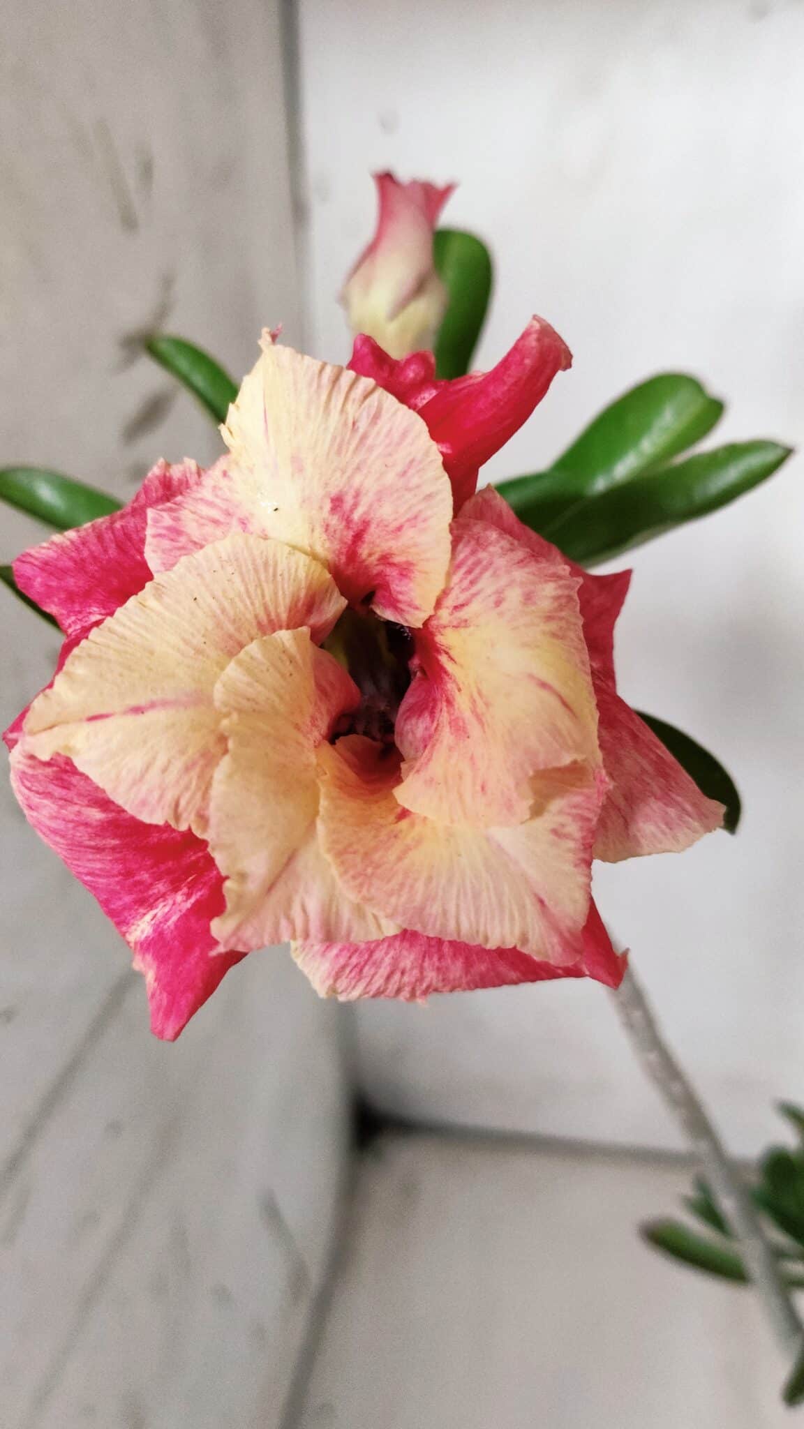 Planta Dobrada 2877 – 45cm – 03 anos