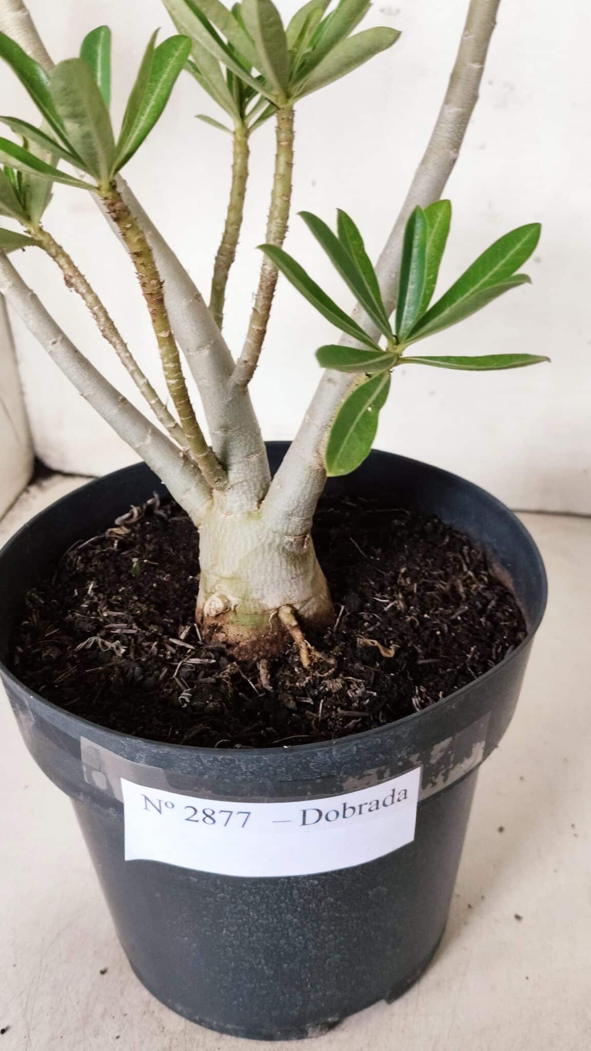Planta Dobrada 2877 – 45cm – 03 anos