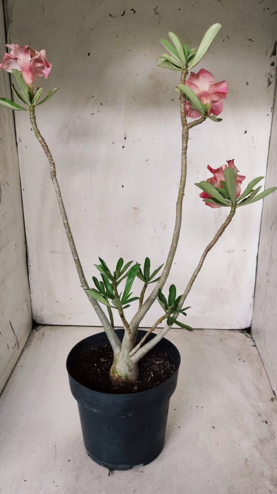 Planta Dobrada 2877 – 45cm – 03 anos
