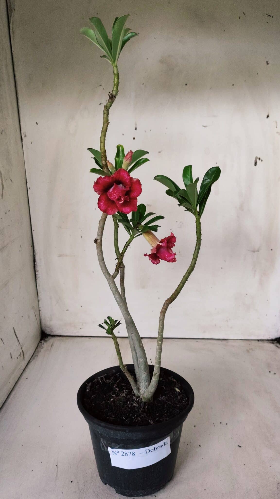 Planta Dobrada 2878 – 30cm – 02 anos