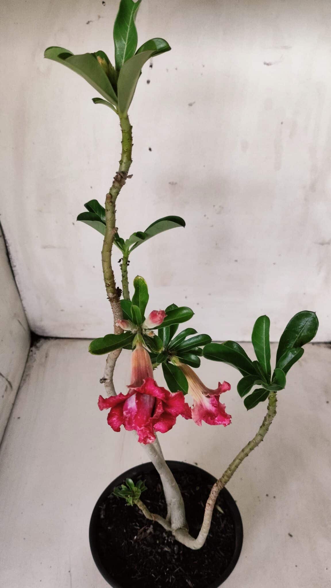 Planta Dobrada 2878 – 30cm – 02 anos